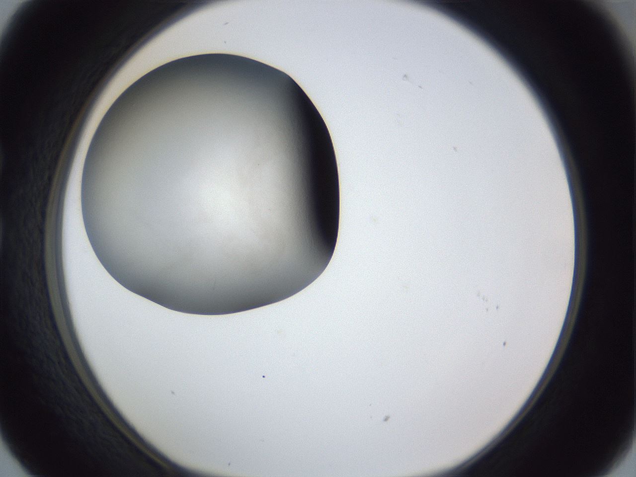 folderID119_plateID1119_batchID2573_wellNum29_profileID1_d1_r56562_ef.jpg