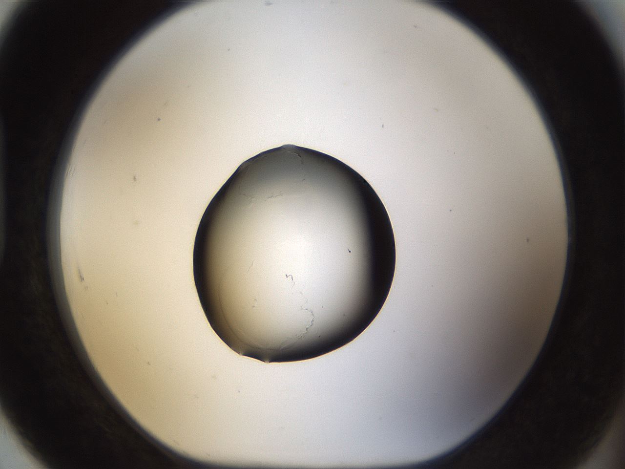 folderID11_plateID1011_batchID1740_wellNum91_profileID1_d1_r42302_ef.jpg