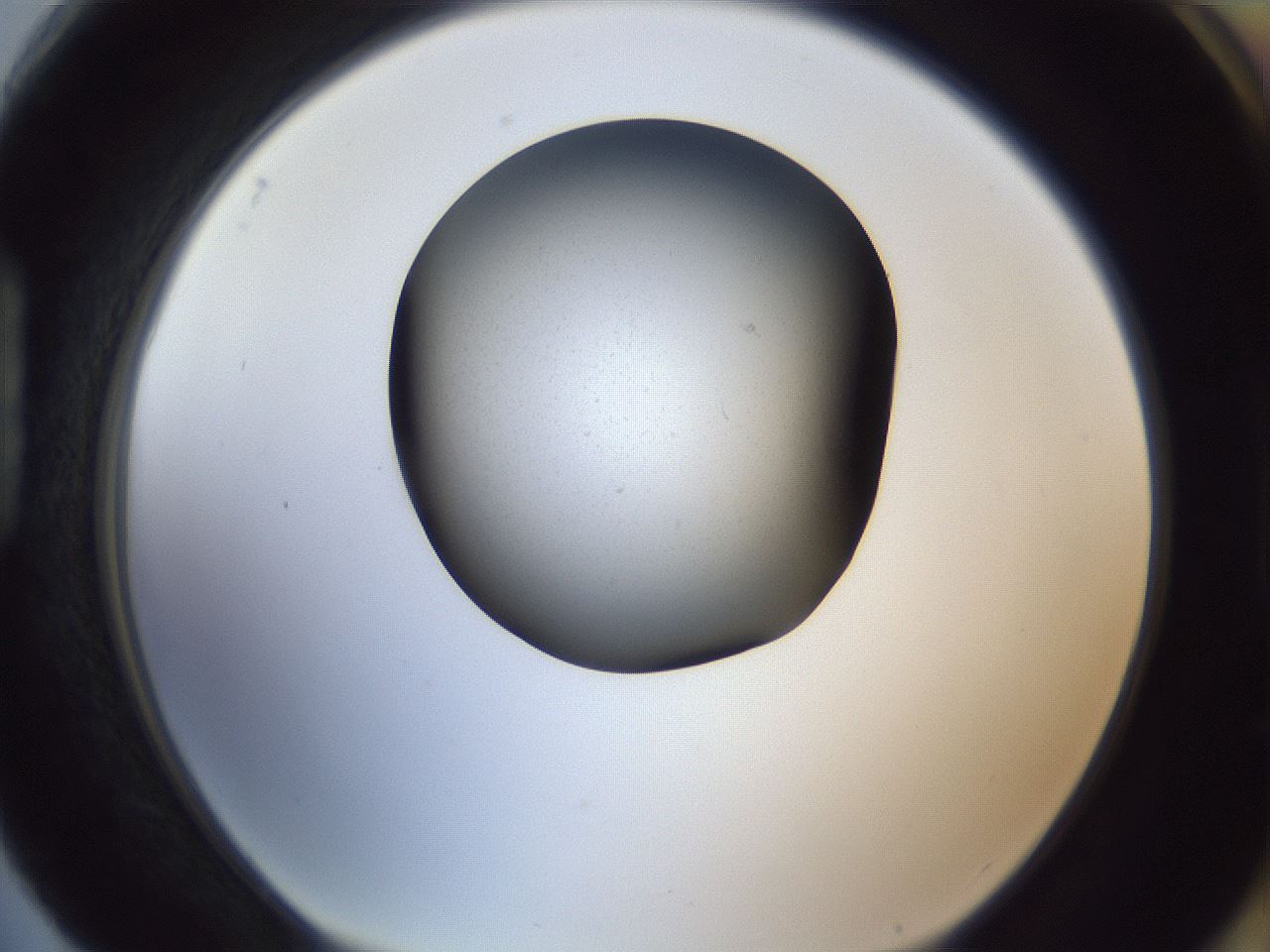 folderID119_plateID1119_batchID3515_wellNum88_profileID1_d1_r56621_ef.jpg