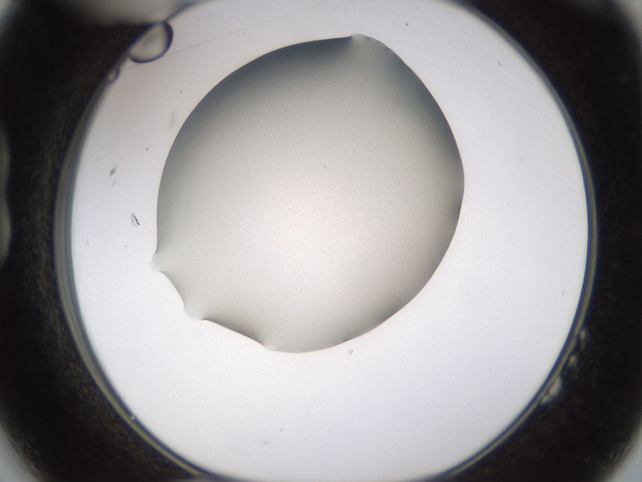 folderID125_plateID3125_batchID18925_wellNum14_profileID1_d1_r267575_ef.jpg