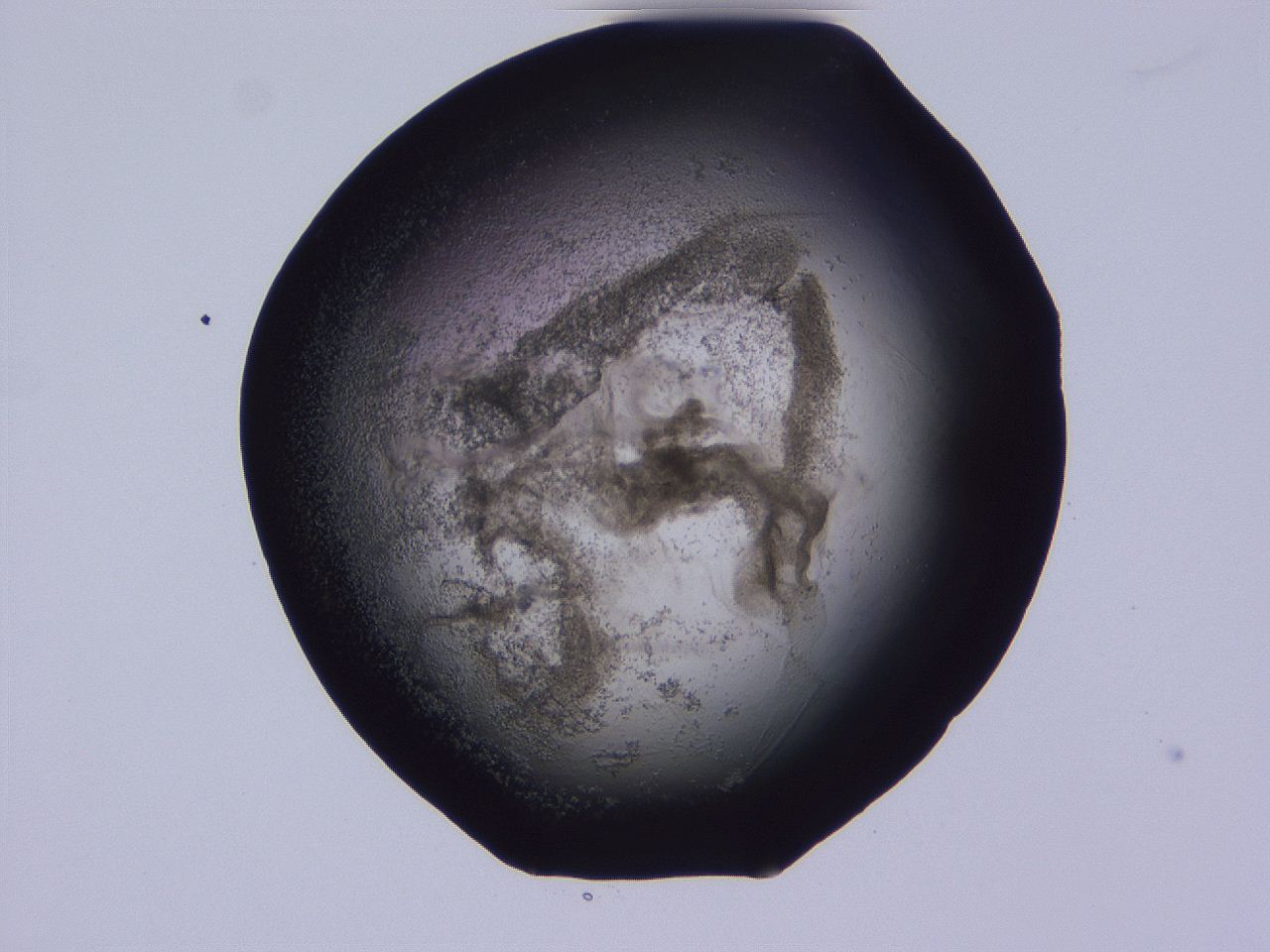 04hq_D5_ImagerDefaults_3.jpg