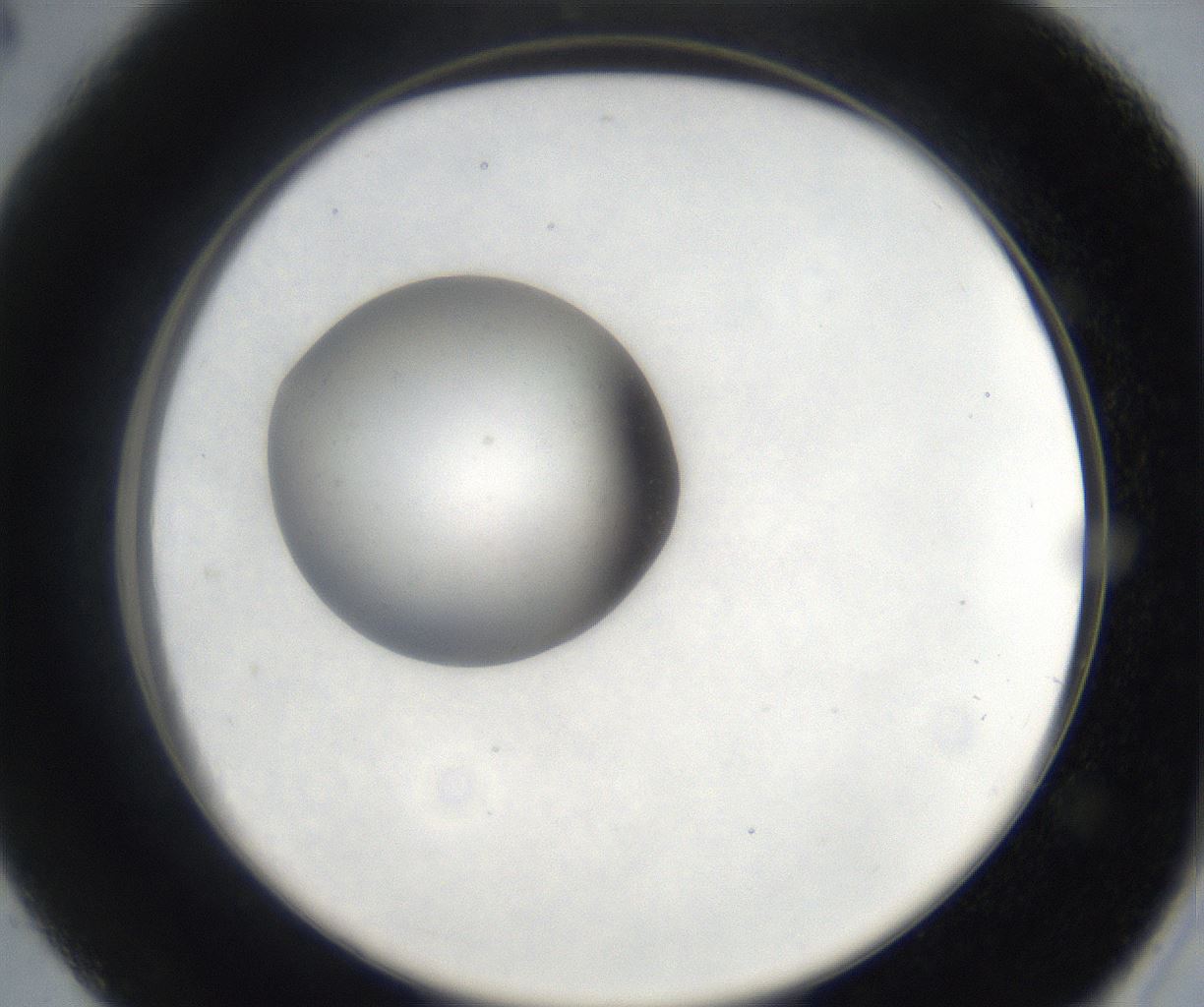 folderID136_plateID2136_batchID9177_wellNum28_profileID1_d2_r144485_ef.jpg