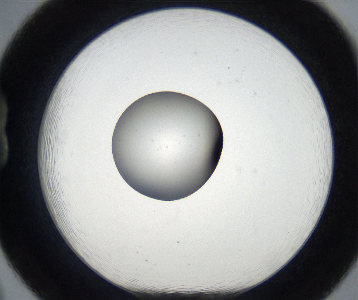 folderID136_plateID2136_batchID9434_wellNum20_profileID1_d1_r144468_ef.jpg