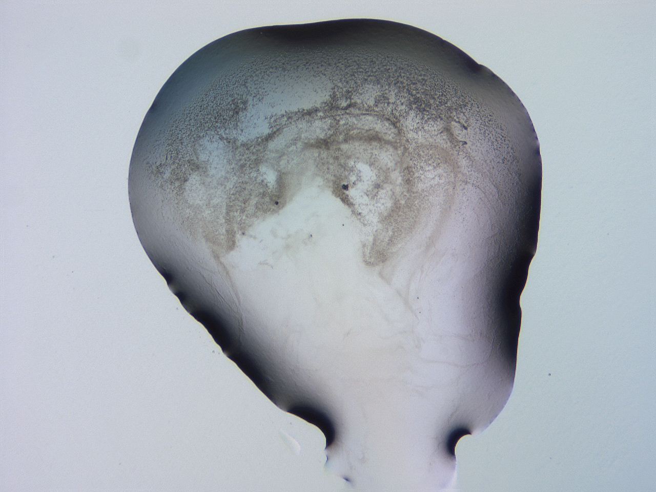 04hq_F2_ImagerDefaults_3.jpg