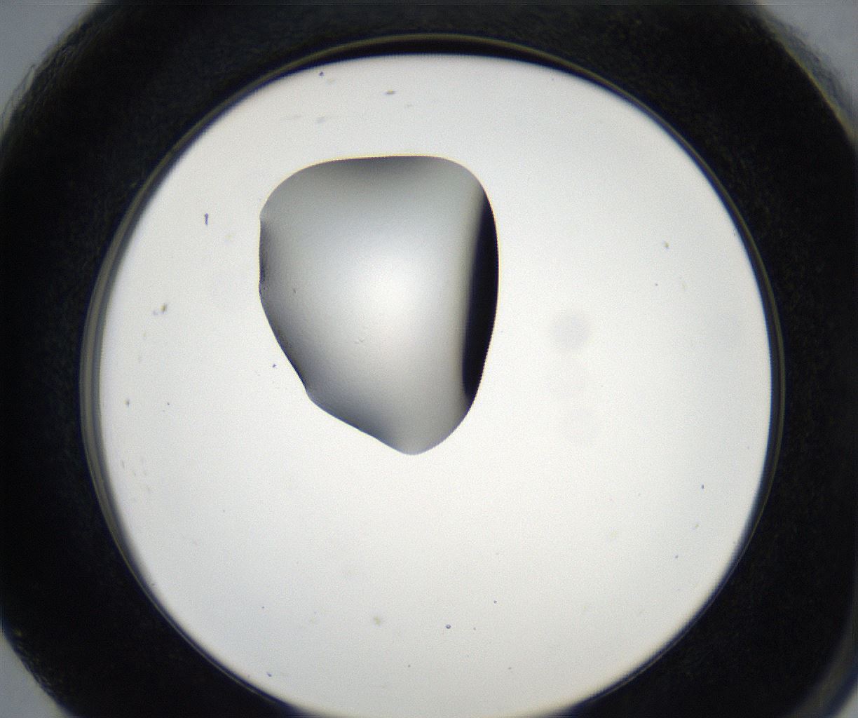 folderID136_plateID2136_batchID9597_wellNum91_profileID1_d2_r144611_ef.jpg