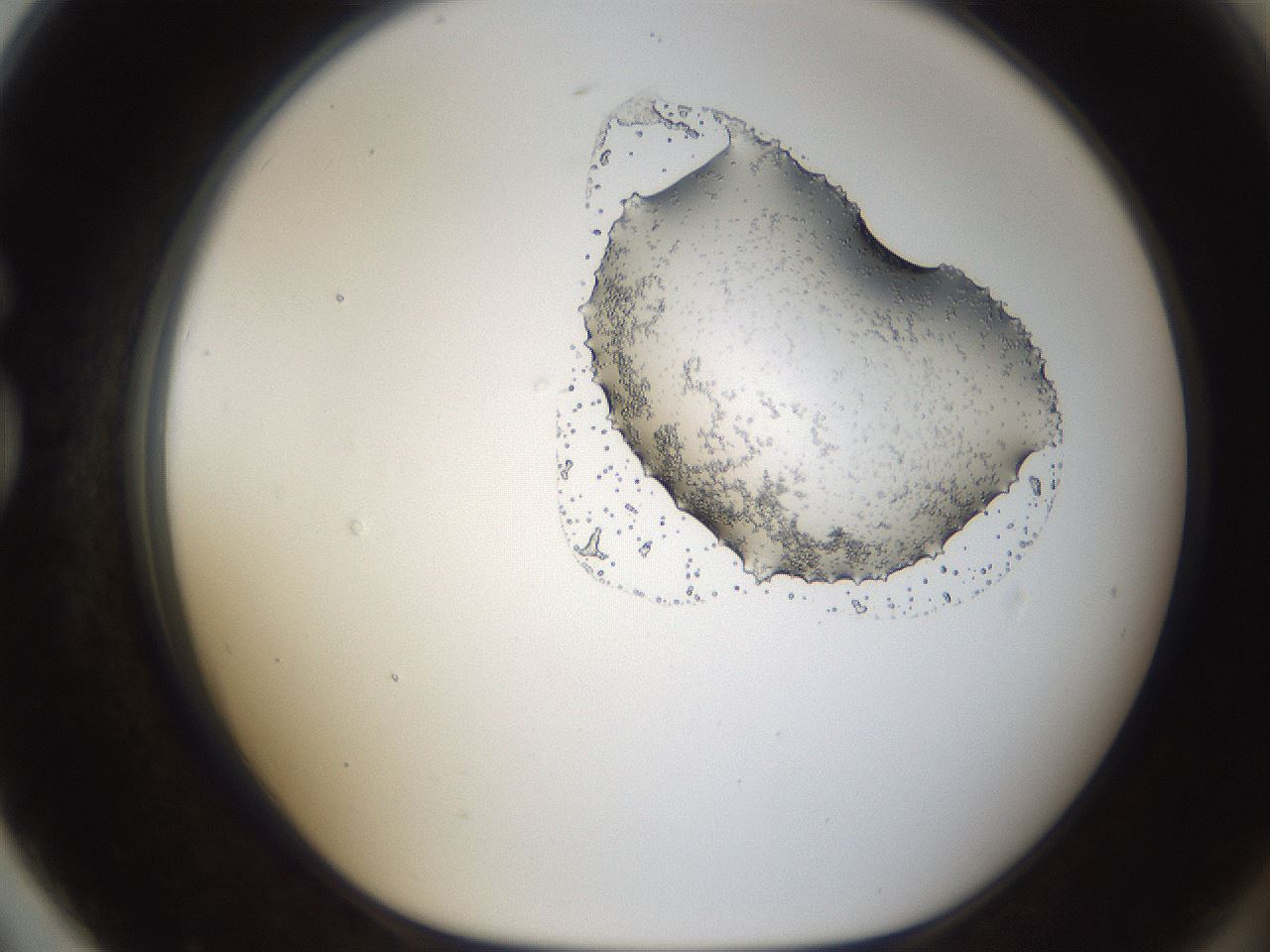 folderID138_plateID1138_batchID3691_wellNum79_profileID1_d1_r59817_ef.jpg