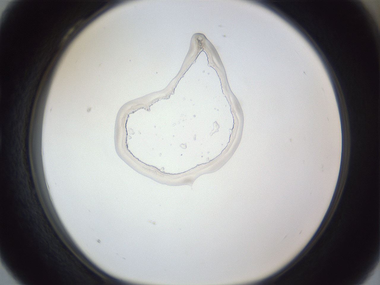 folderID140_plateID1140_batchID3668_wellNum28_profileID1_d1_r59862_ef.jpg