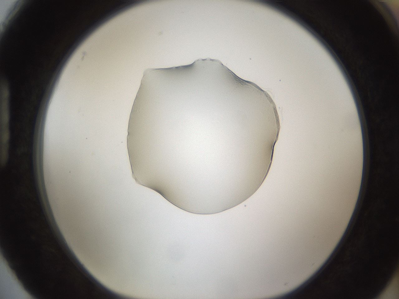 folderID143_plateID1143_batchID2632_wellNum88_profileID1_d1_r60114_ef.jpg
