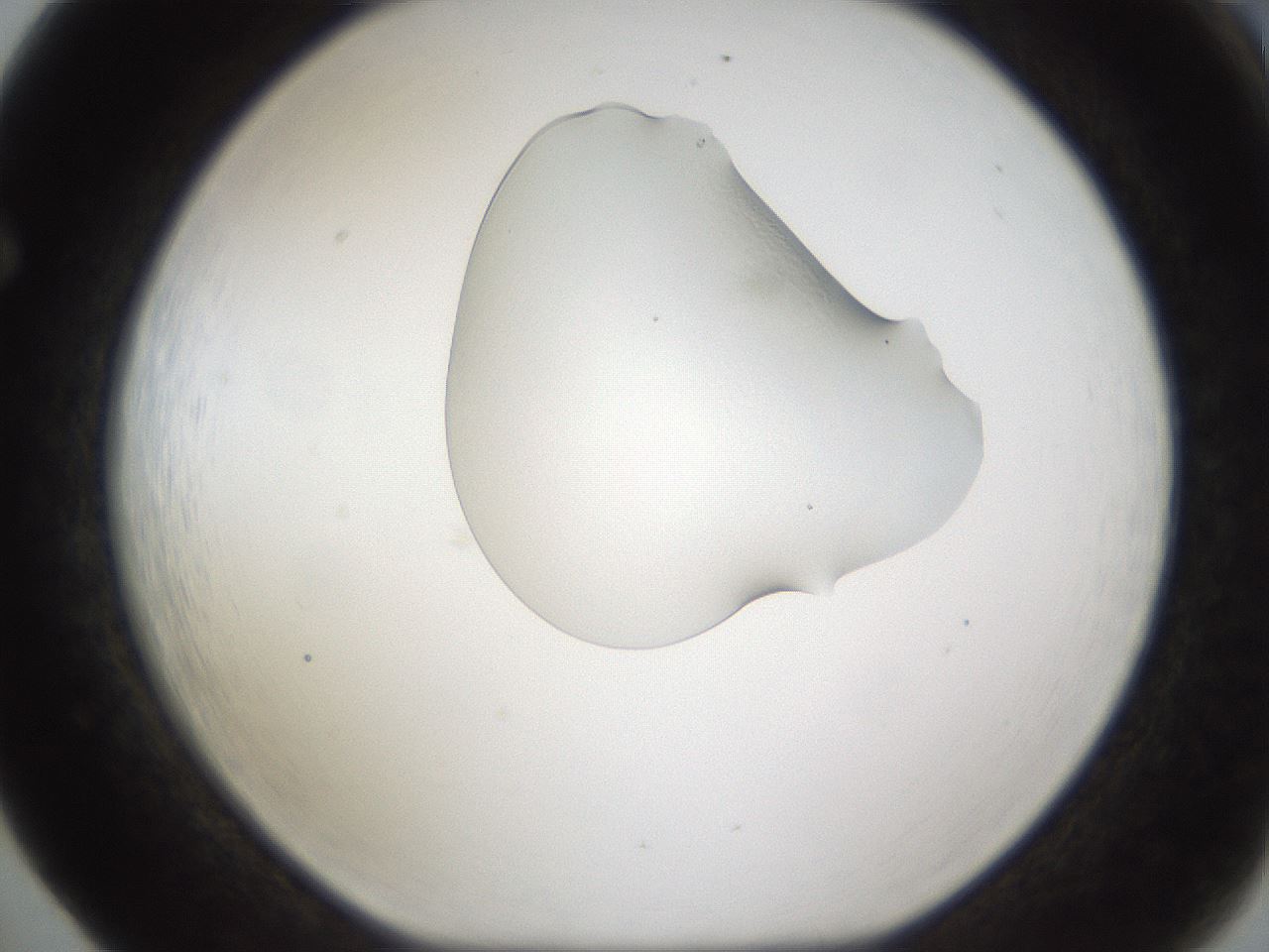 folderID142_plateID1142_batchID2956_wellNum65_profileID1_d1_r59995_ef.jpg