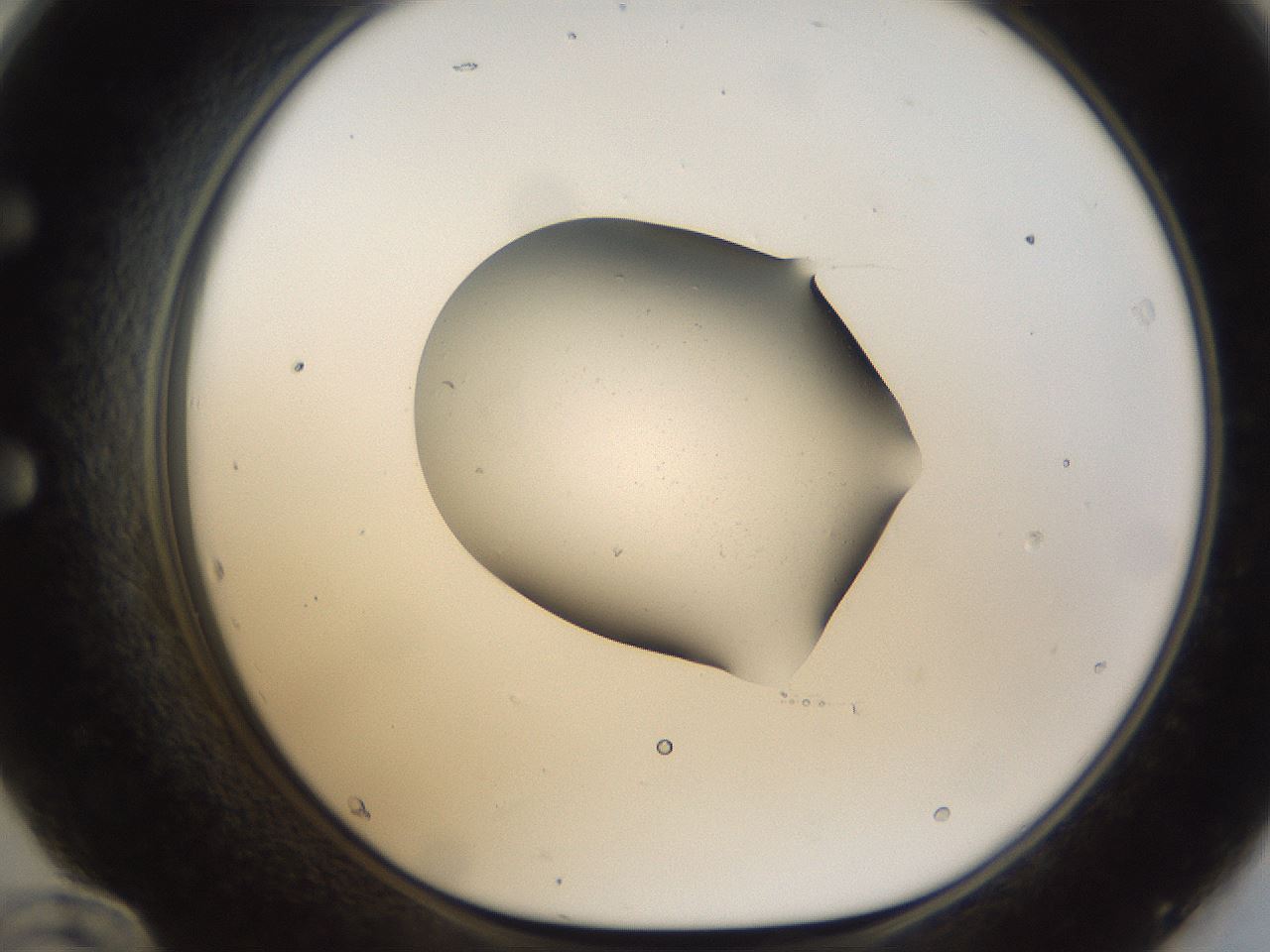 folderID145_plateID1145_batchID3285_wellNum60_profileID1_d1_r60278_ef.jpg