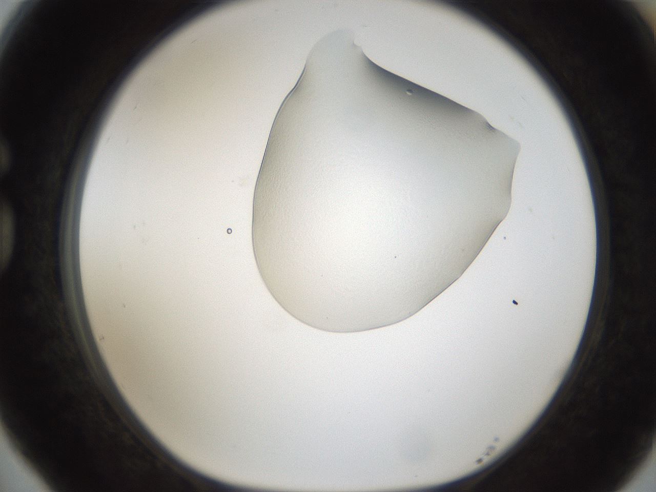 folderID145_plateID1145_batchID3678_wellNum77_profileID1_d1_r60295_ef.jpg