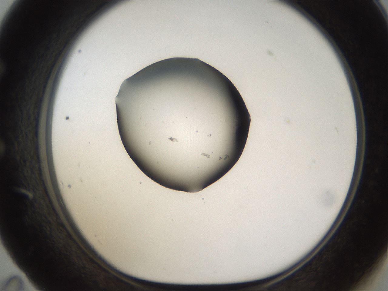 folderID146_plateID1146_batchID2673_wellNum59_profileID1_d1_r60469_ef.jpg