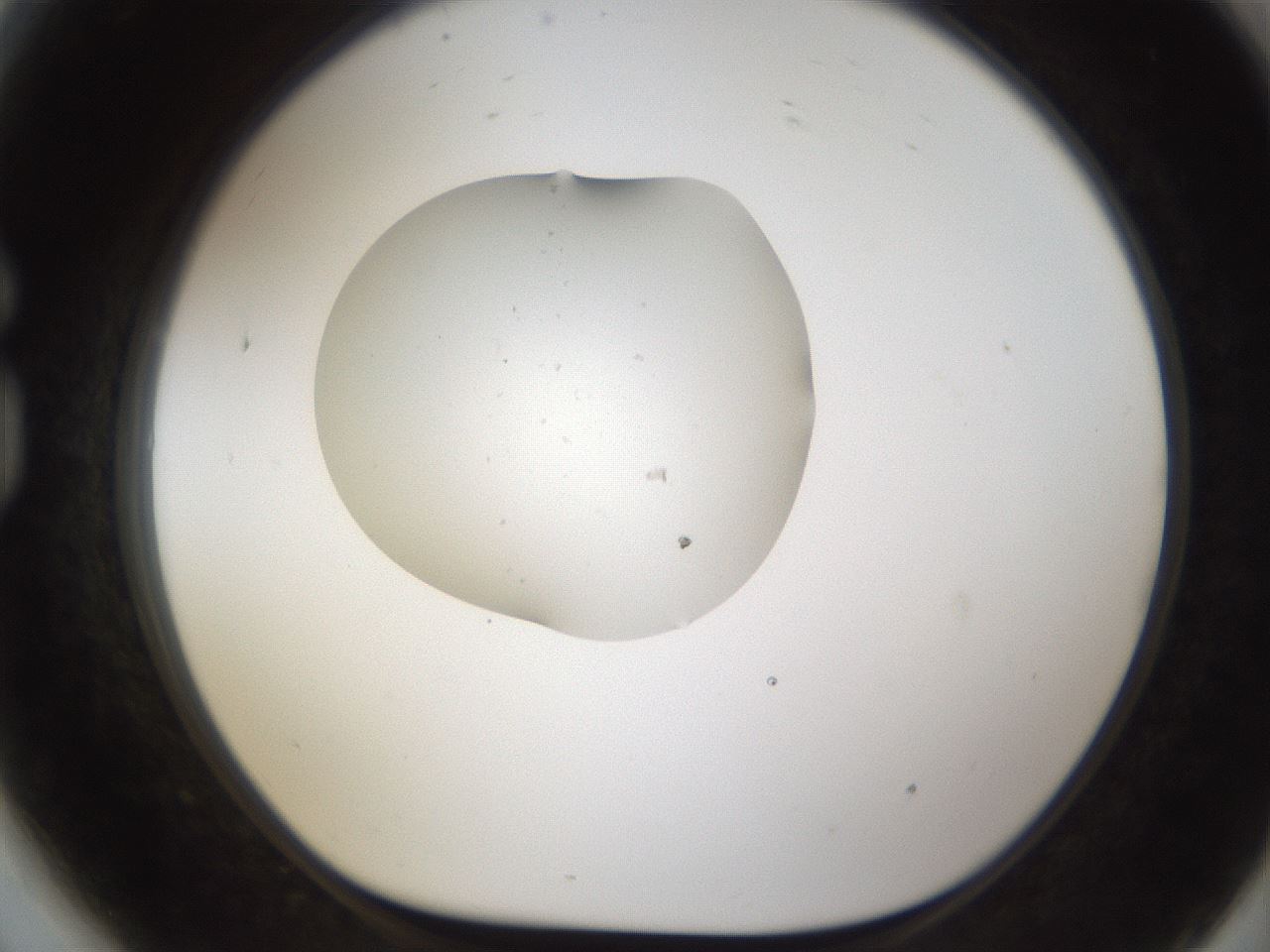 folderID146_plateID1146_batchID2725_wellNum81_profileID1_d1_r60491_ef.jpg