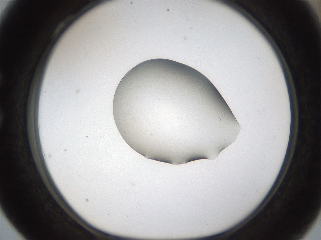 folderID147_plateID1147_batchID2638_wellNum28_profileID1_d1_r60630_ef.jpg