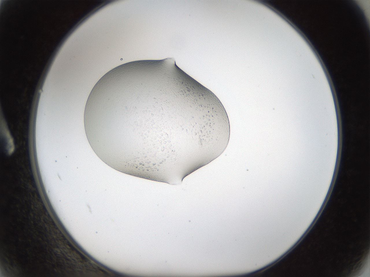folderID147_plateID1147_batchID2777_wellNum2_profileID1_d1_r60604_ef.jpg