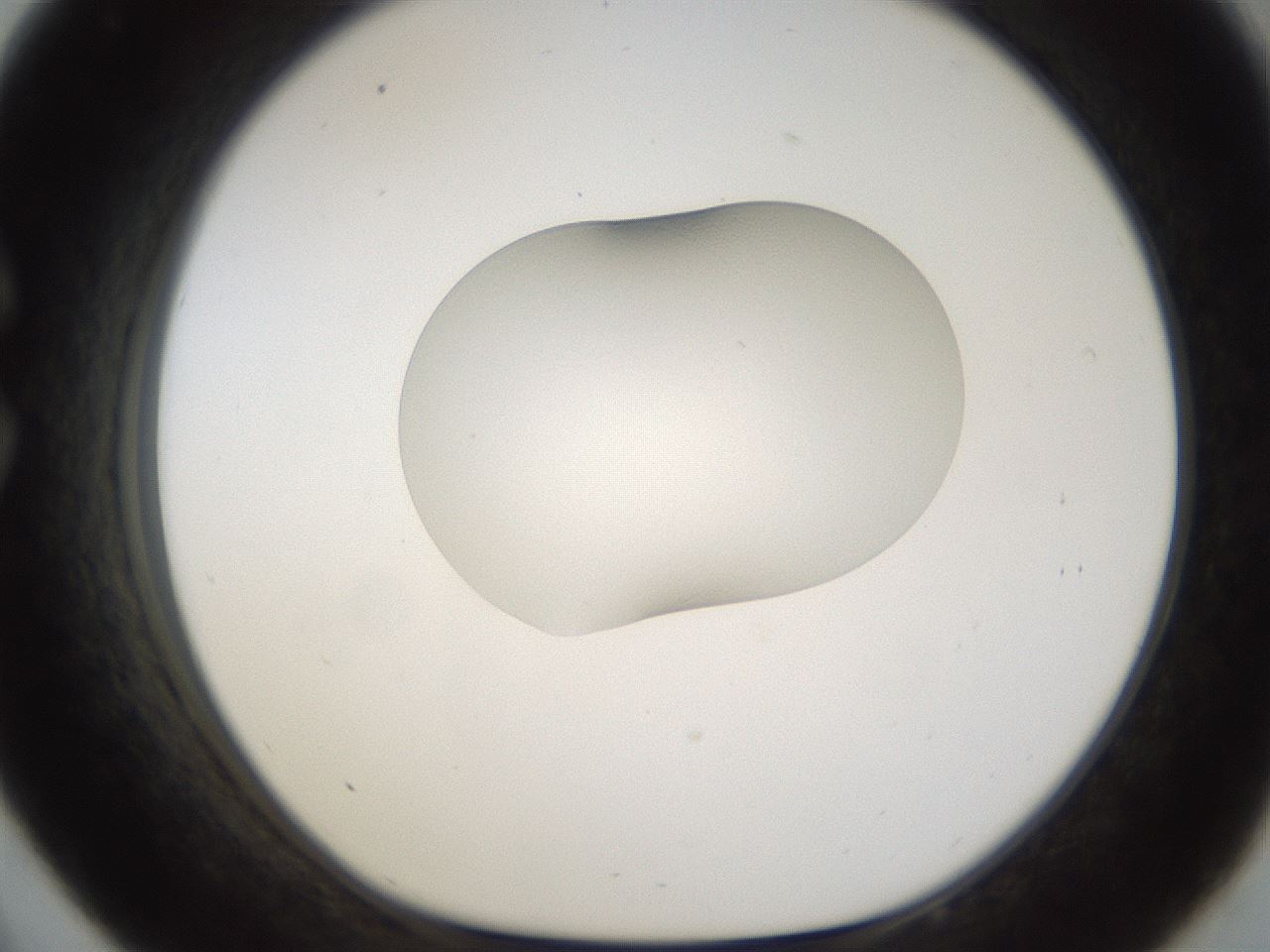 folderID147_plateID1147_batchID2777_wellNum33_profileID1_d1_r60635_ef.jpg