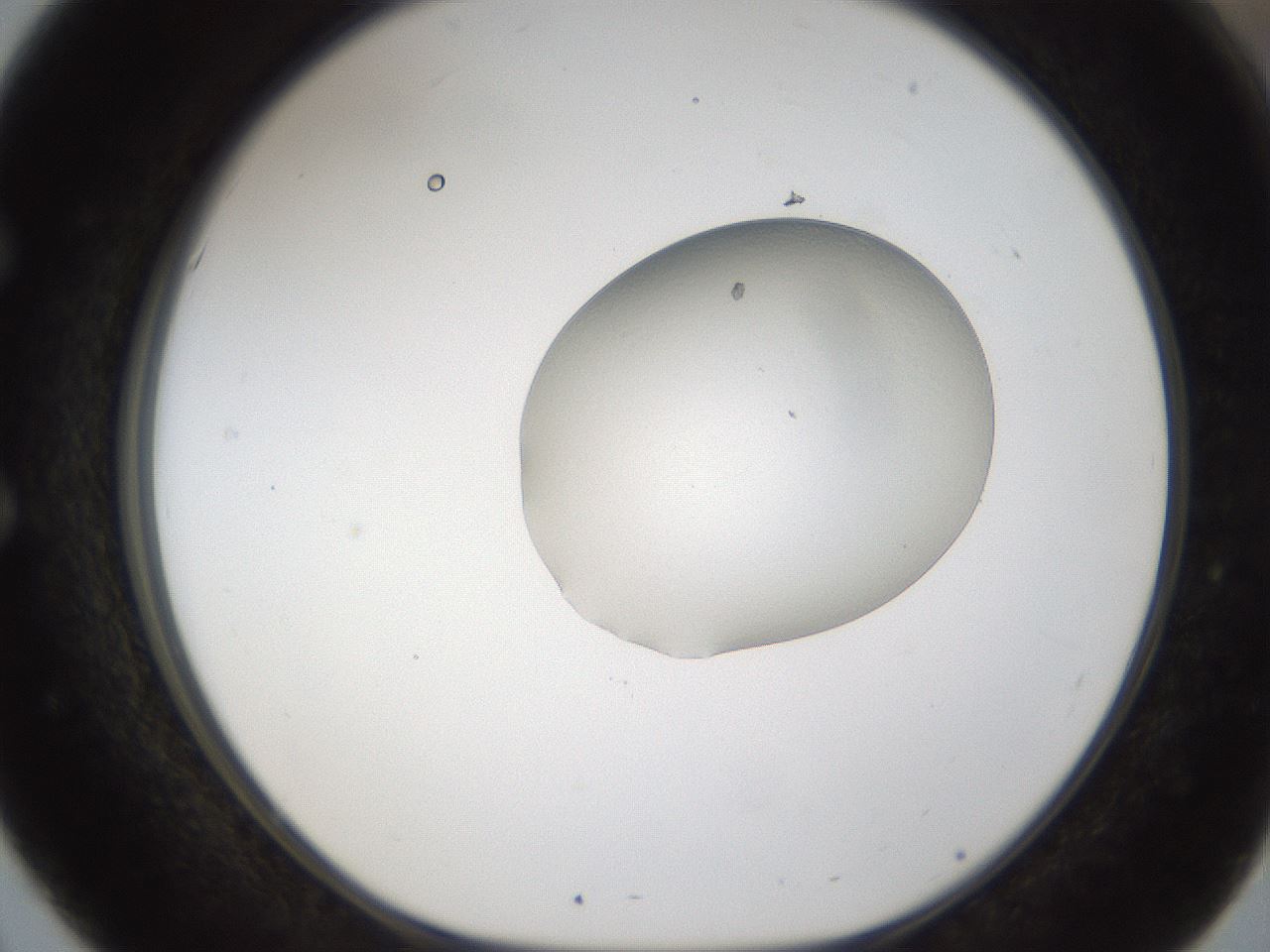 folderID147_plateID1147_batchID2870_wellNum51_profileID1_d1_r60653_ef.jpg