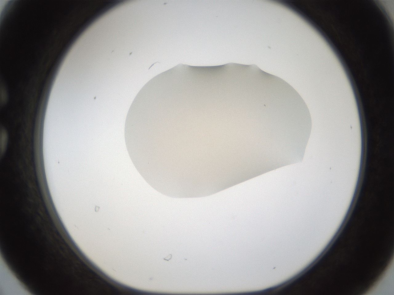 folderID148_plateID1148_batchID3679_wellNum30_profileID1_d1_r60344_ef.jpg