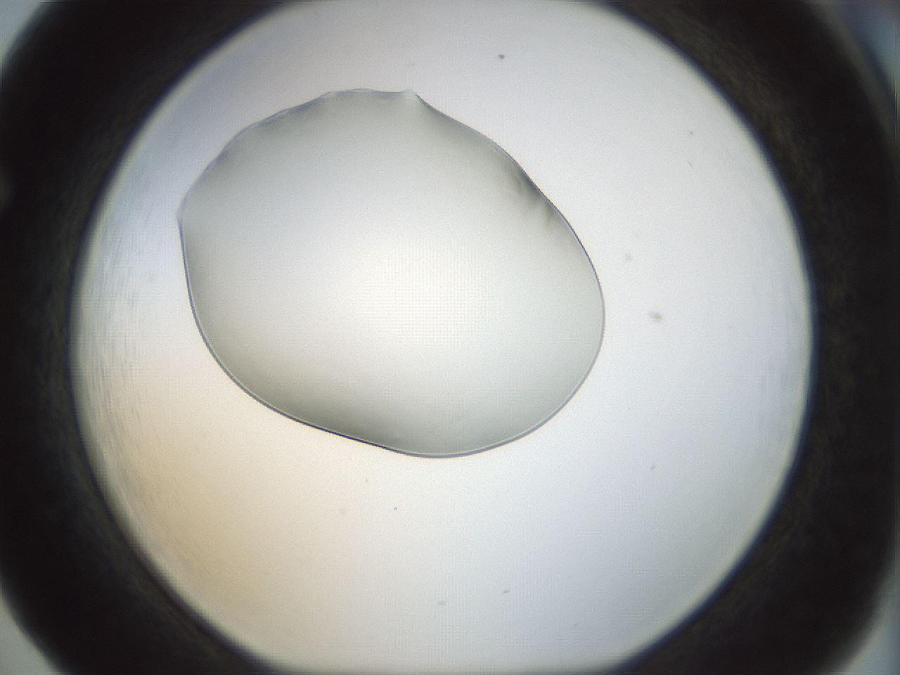 folderID152_plateID1152_batchID2759_wellNum65_profileID1_d1_r60861_ef.jpg