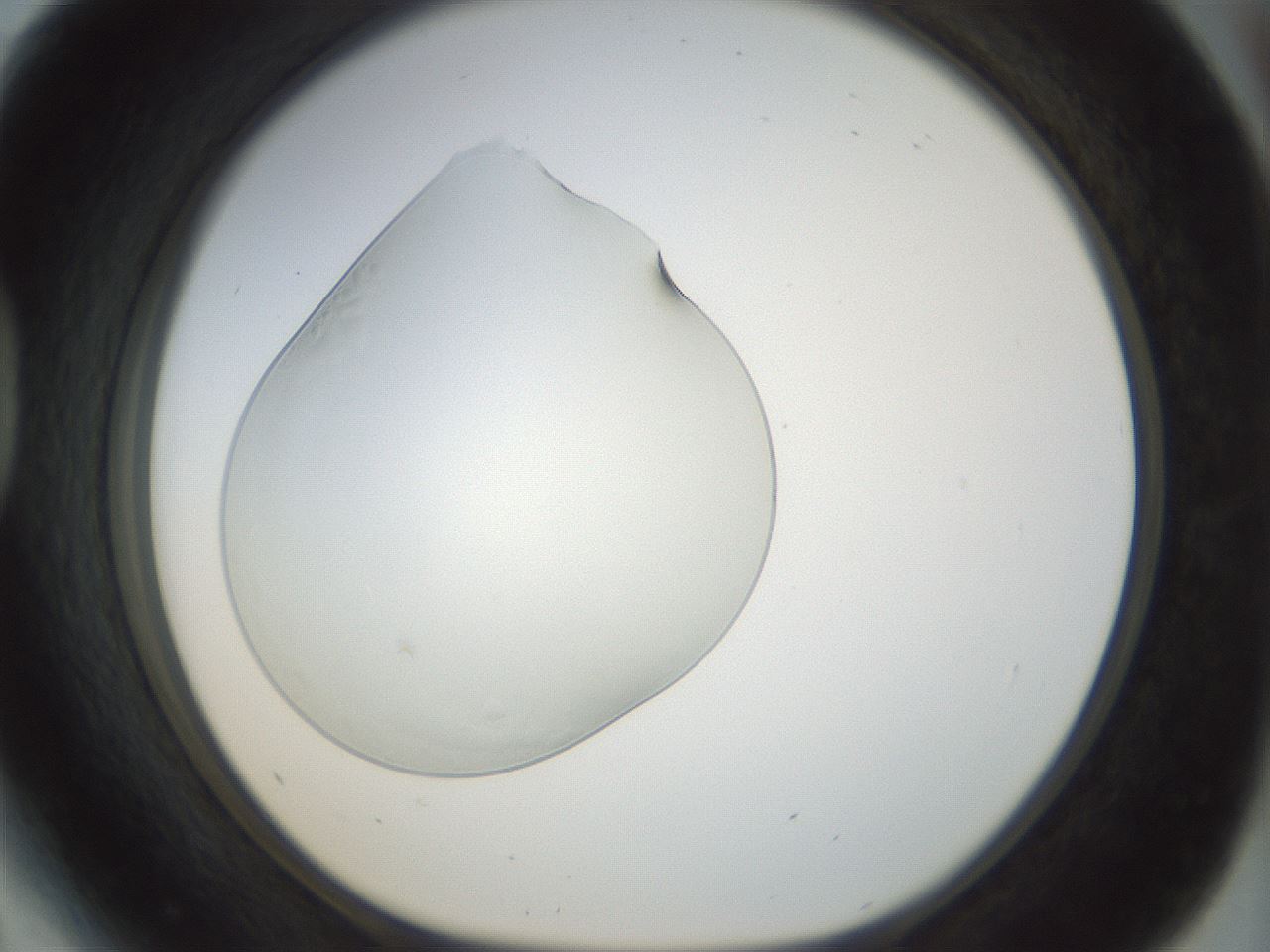 folderID152_plateID1152_batchID2914_wellNum41_profileID1_d1_r60837_ef.jpg