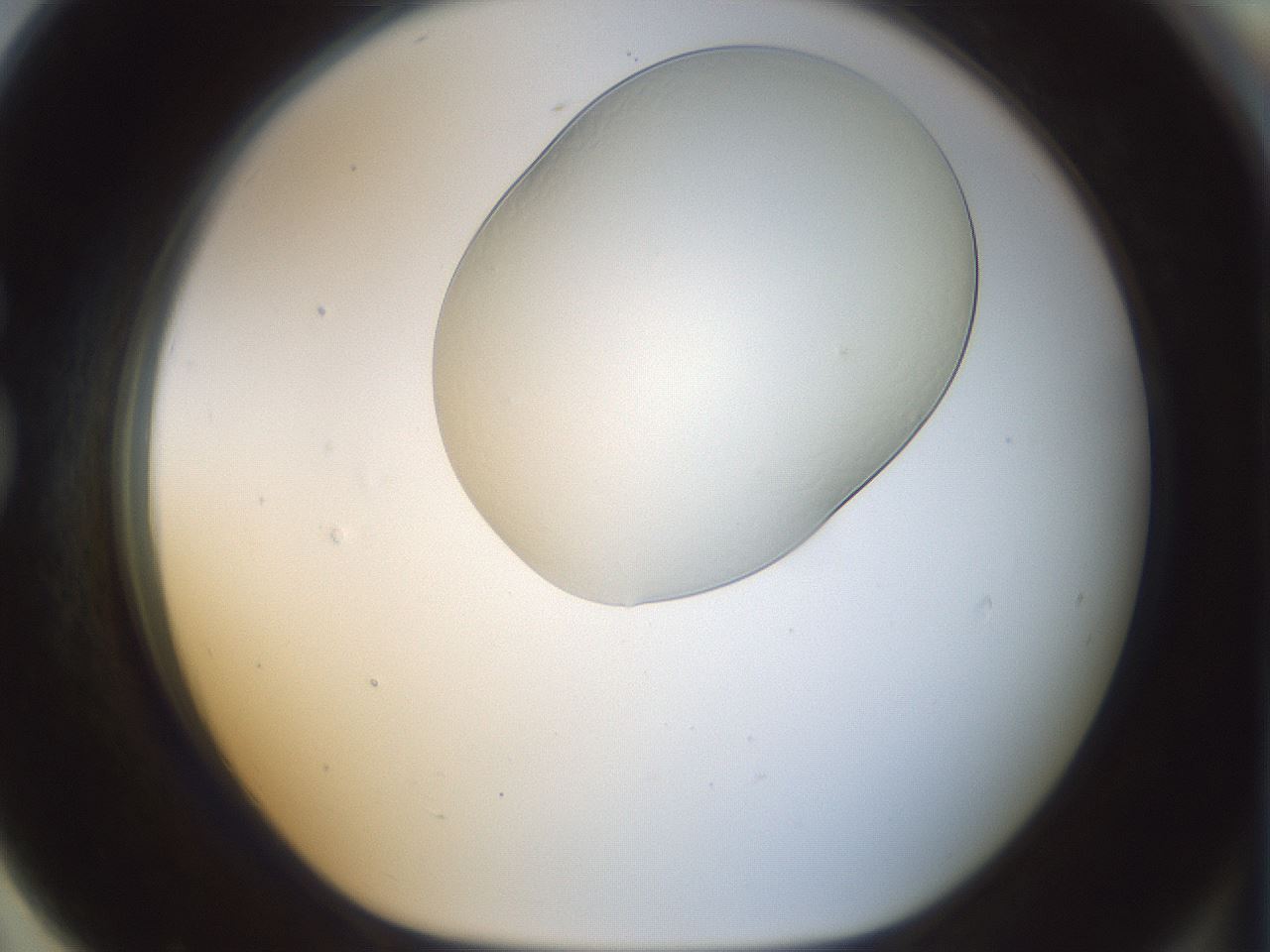 folderID152_plateID1152_batchID3343_wellNum79_profileID1_d1_r60875_ef.jpg