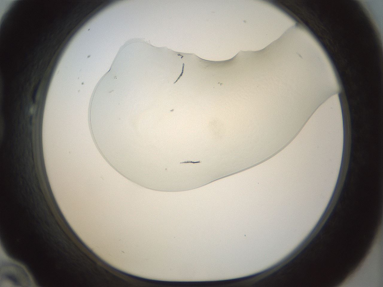 folderID152_plateID1152_batchID4013_wellNum22_profileID1_d1_r60818_ef.jpg