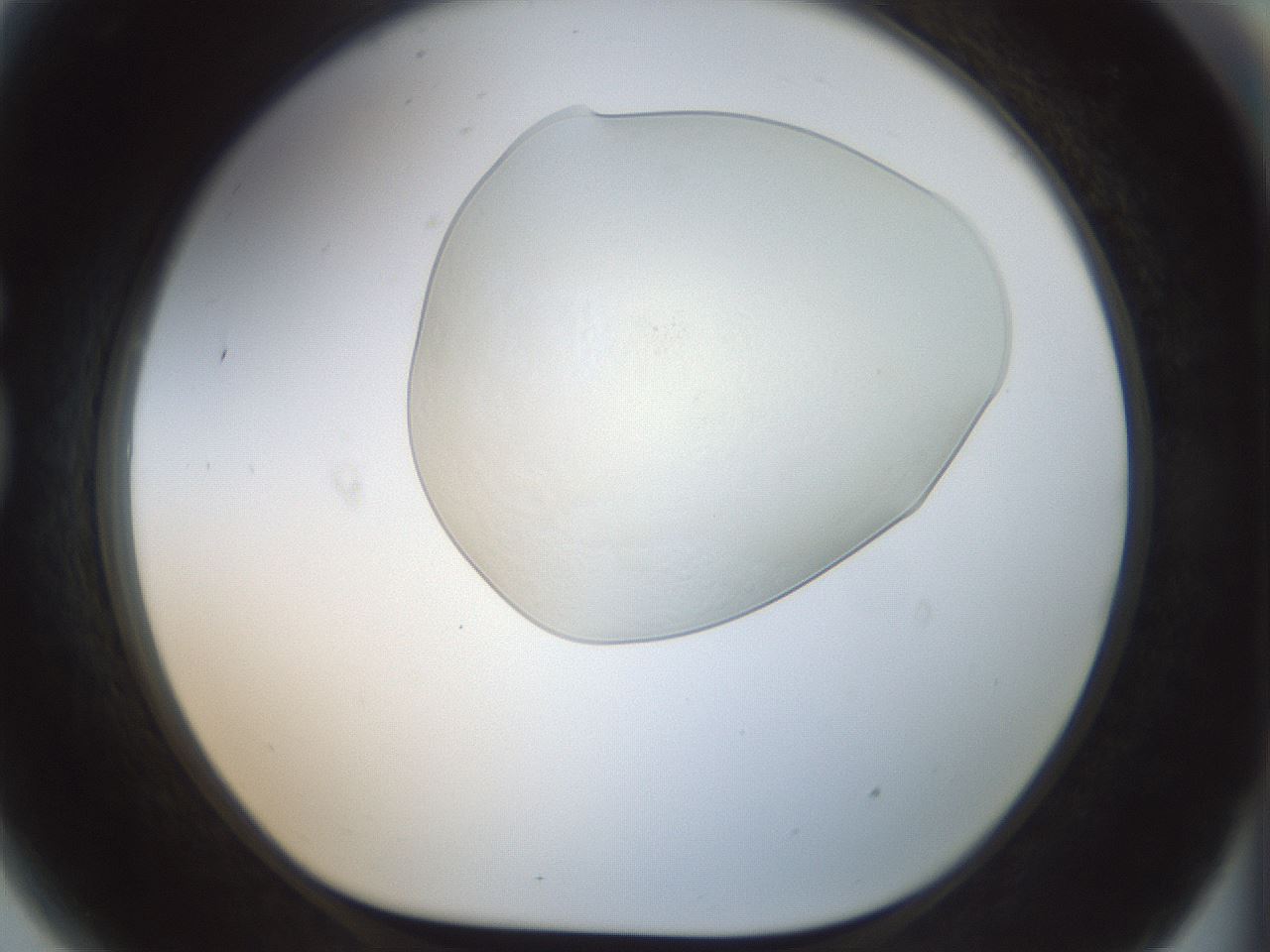 folderID152_plateID1152_batchID4013_wellNum81_profileID1_d1_r60877_ef.jpg