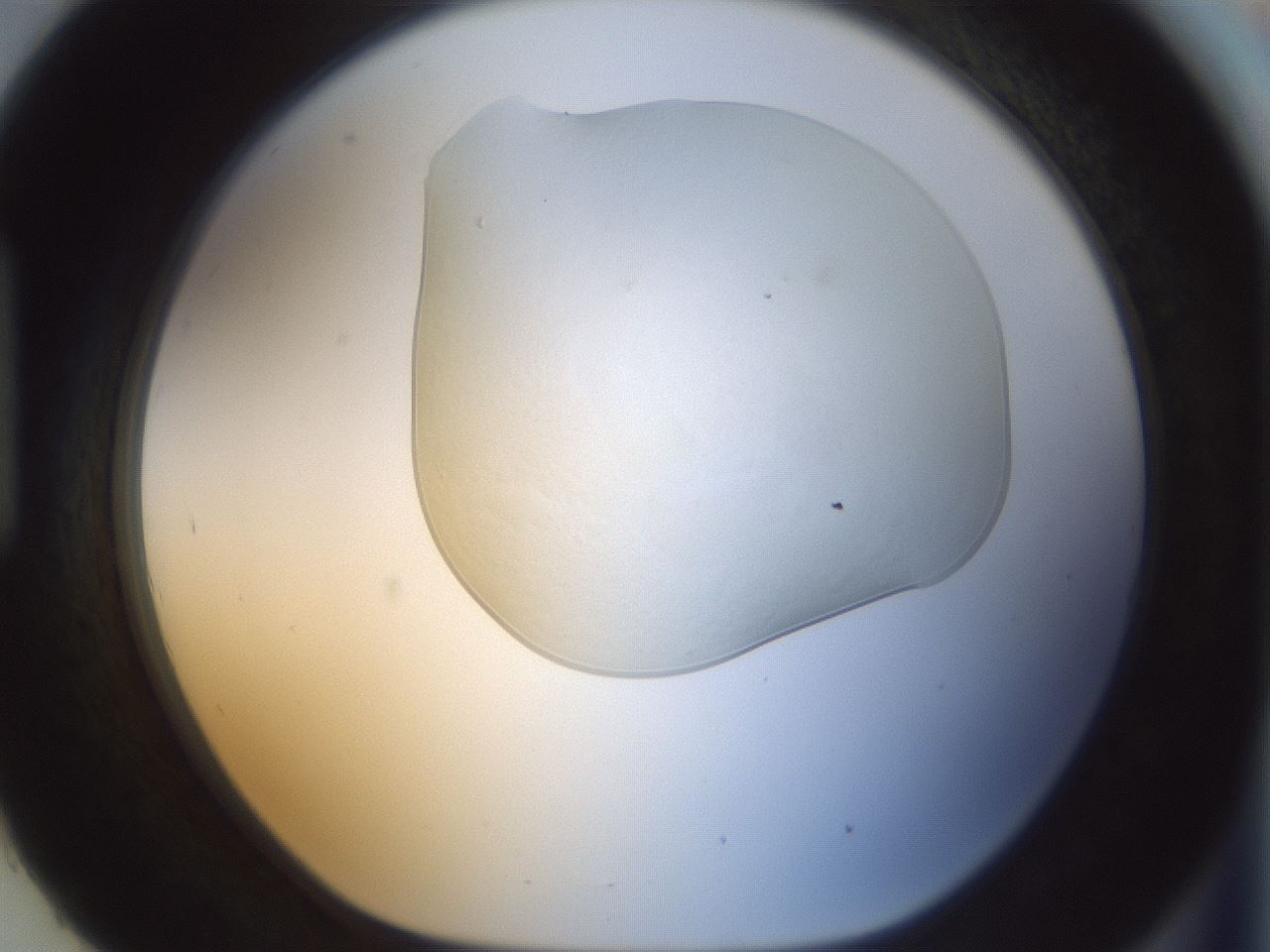 folderID152_plateID1152_batchID2914_wellNum93_profileID1_d1_r60889_ef.jpg