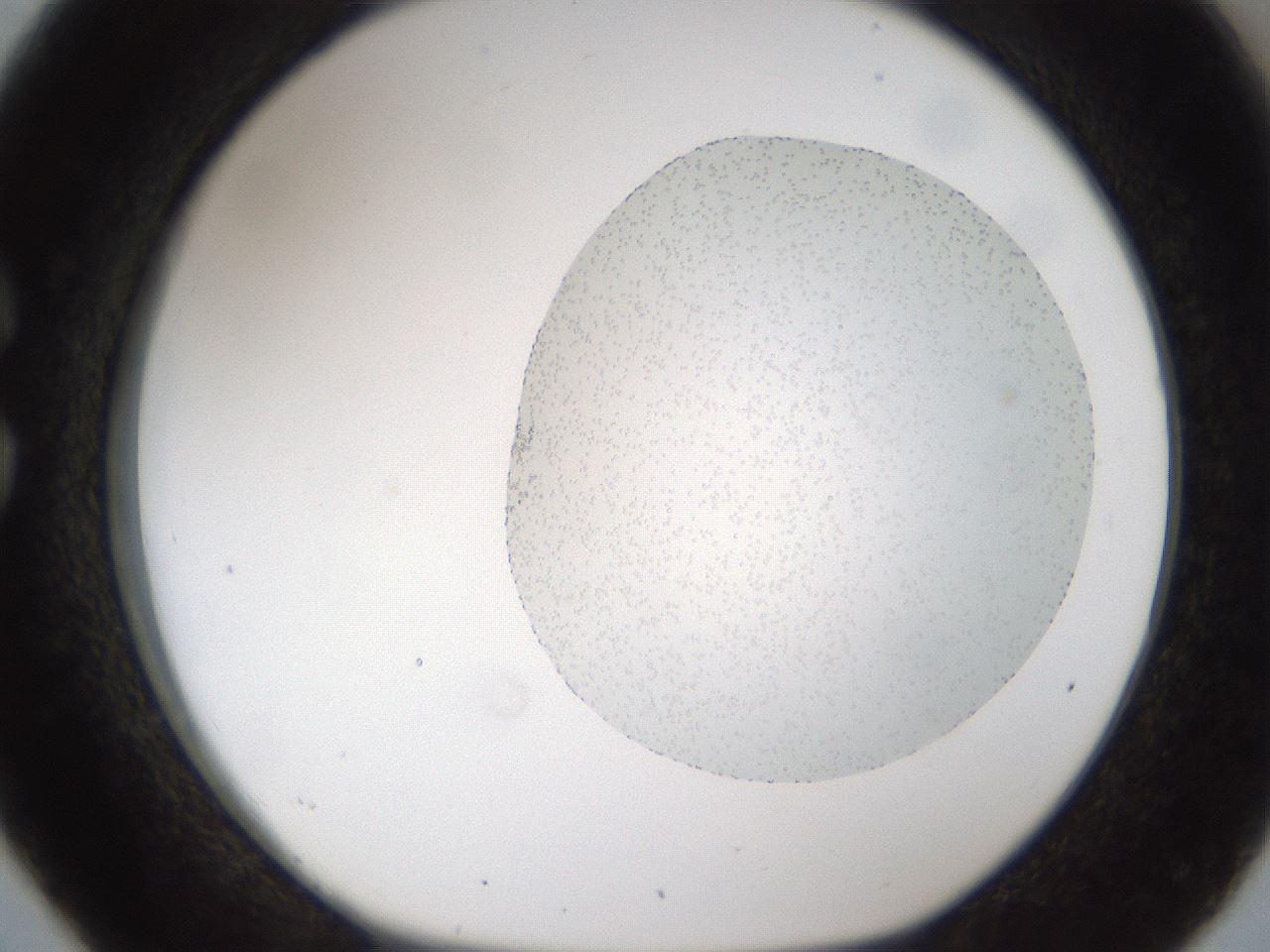 folderID158_plateID1158_batchID3637_wellNum26_profileID1_d1_r62865_ef.jpg