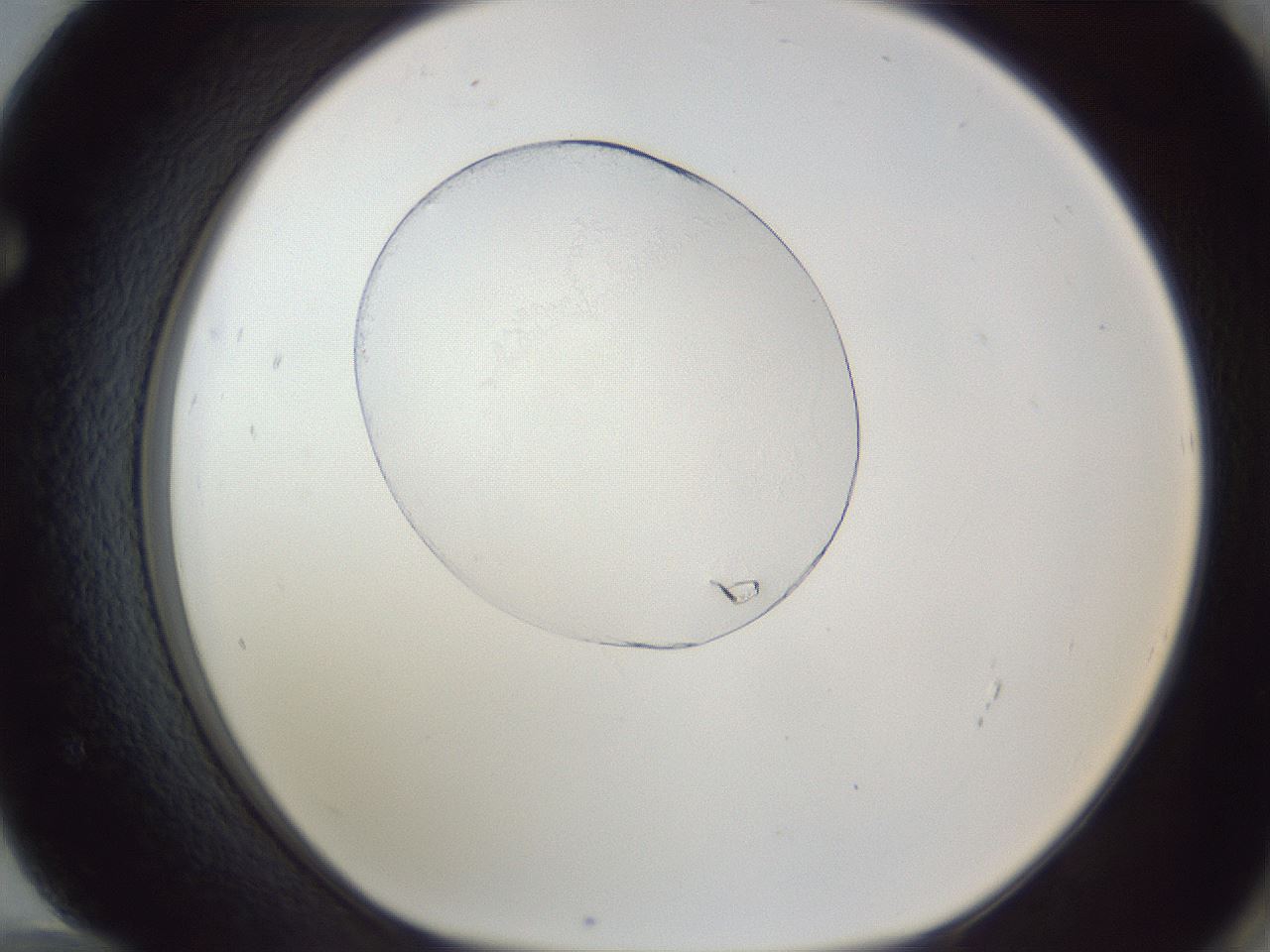 folderID164_plateID1164_batchID12303_wellNum72_profileID1_d1_r63917_ef.jpg