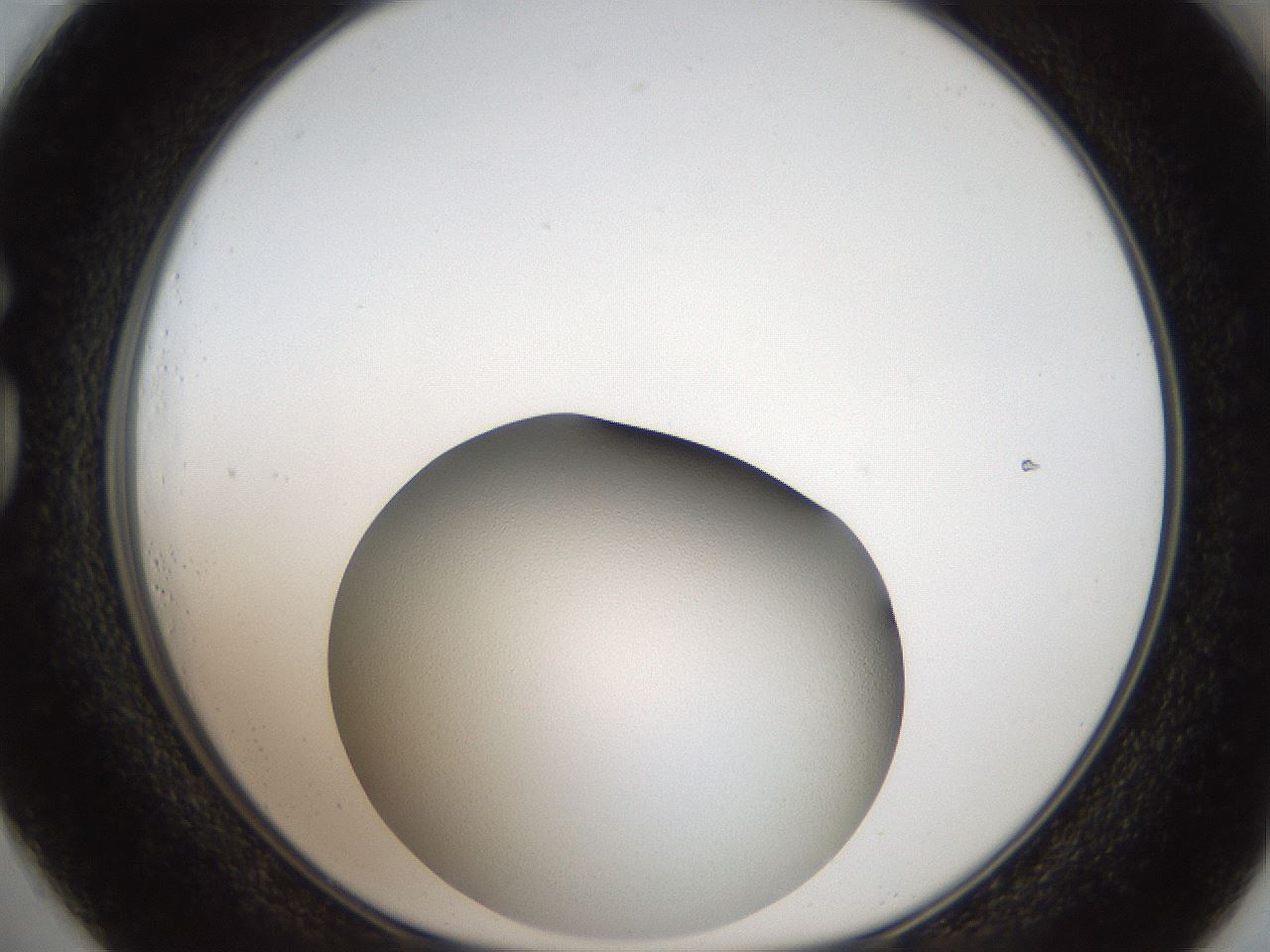 folderID164_plateID2164_batchID9457_wellNum73_profileID1_d1_r145679_ef.jpg