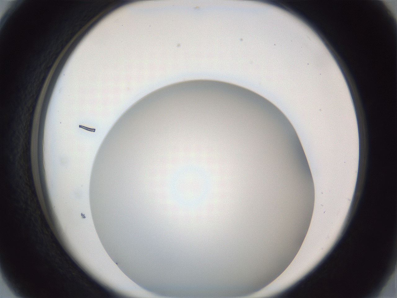 folderID165_plateID1165_batchID2734_wellNum28_profileID1_d2_r61142_ef.jpg