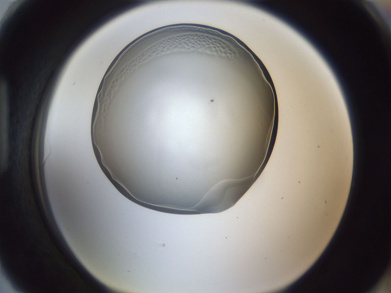 folderID165_plateID1165_batchID2958_wellNum90_profileID1_d1_r61265_ef.jpg
