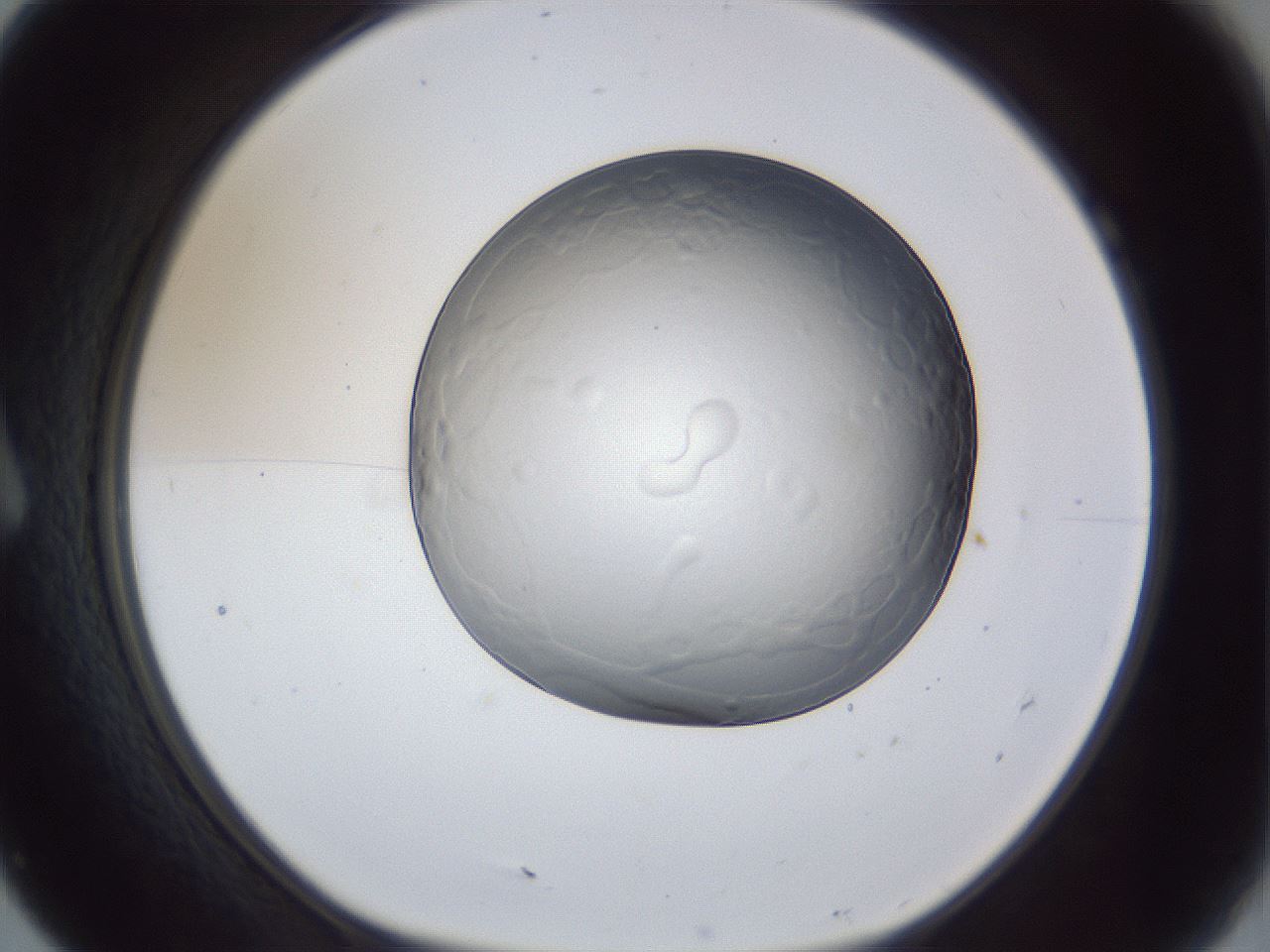 folderID165_plateID1165_batchID3001_wellNum7_profileID1_d1_r61099_ef.jpg