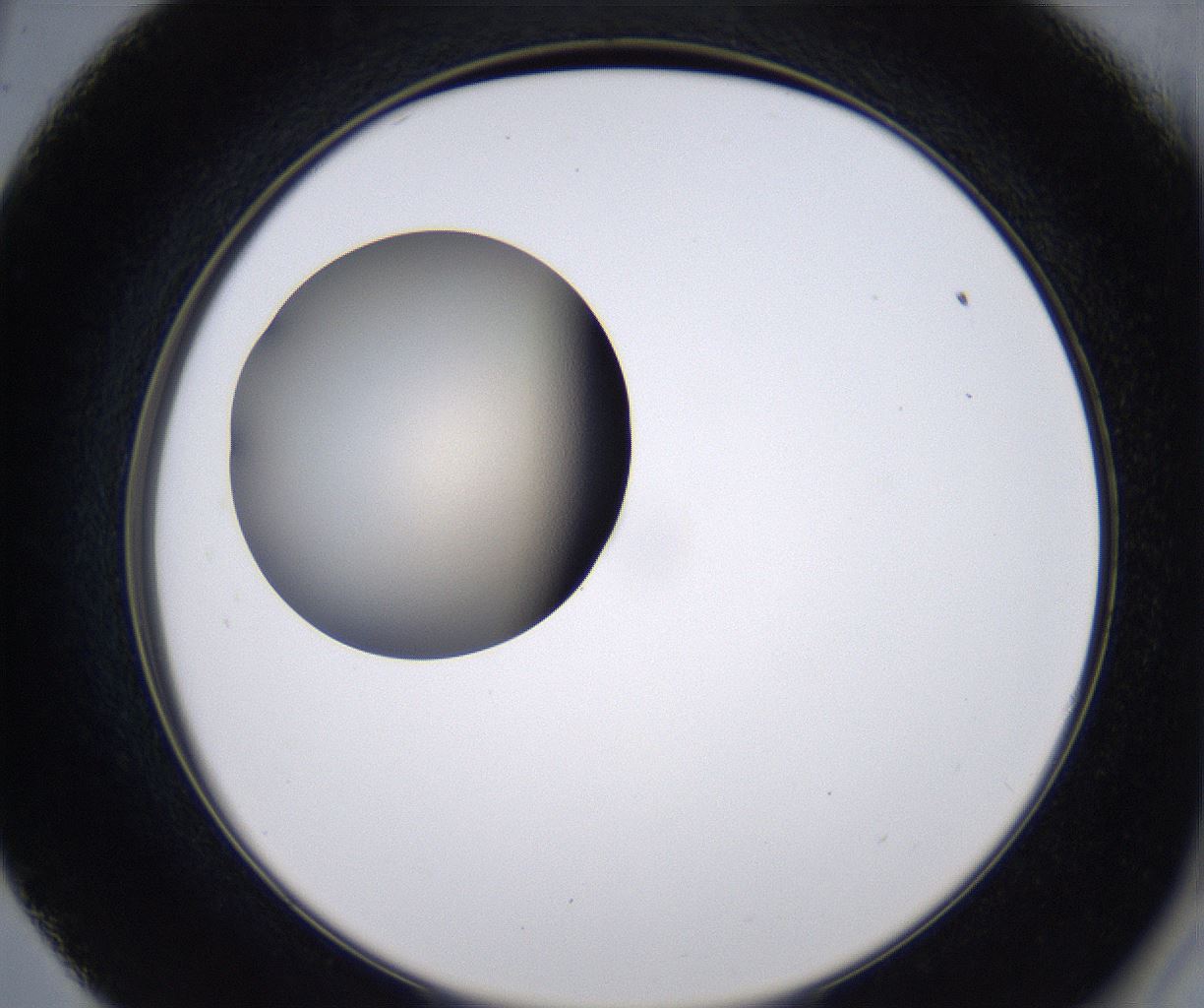 folderID173_plateID2173_batchID9918_wellNum57_profileID1_d2_r146296_ef.jpg