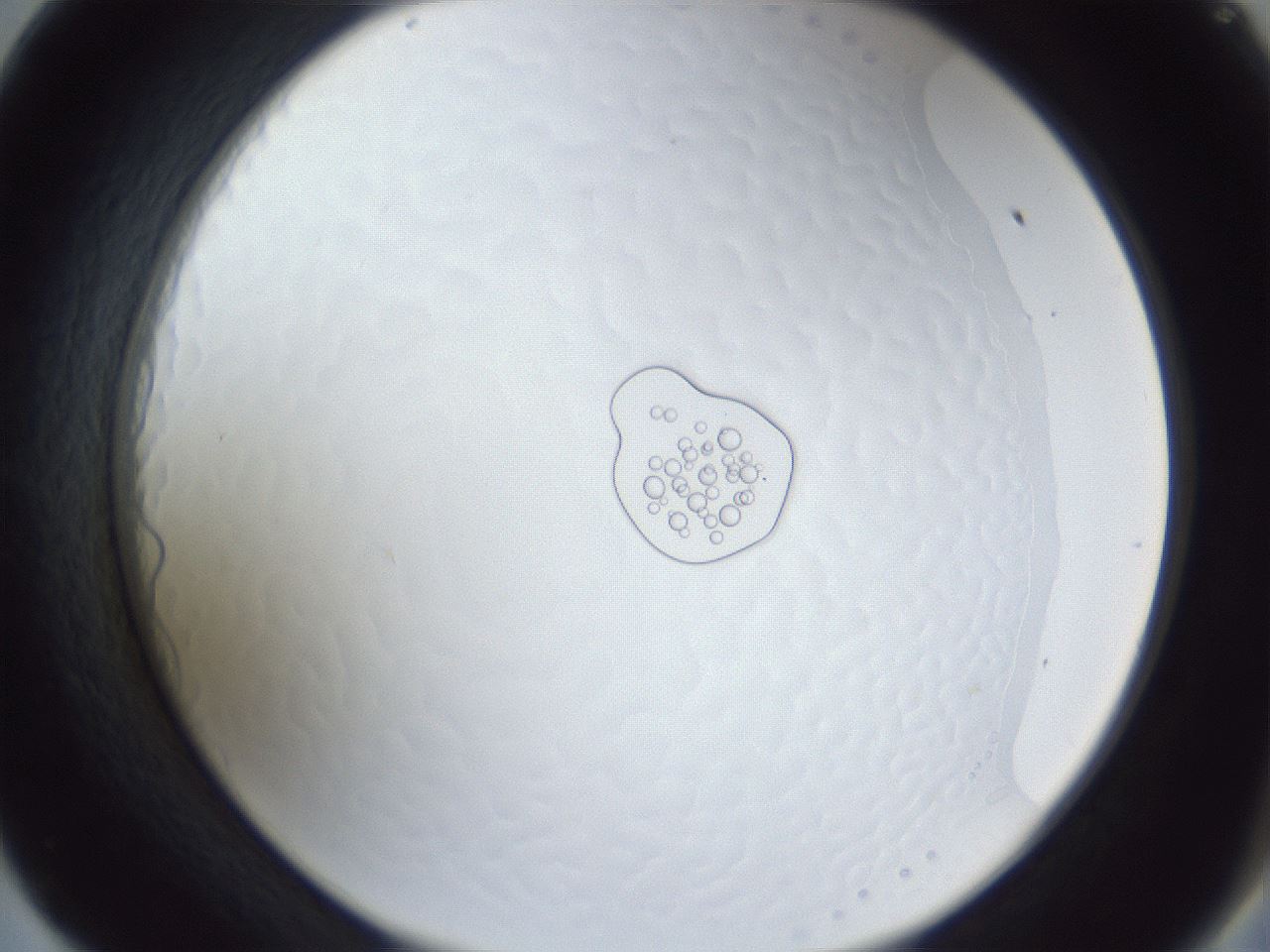 folderID166_plateID1166_batchID3004_wellNum57_profileID1_d2_r61392_ef.jpg