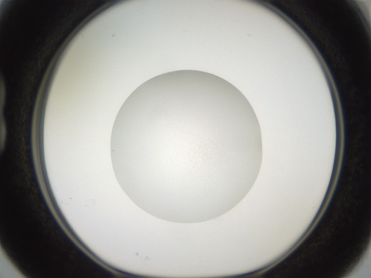 folderID17_plateID3017_batchID16515_wellNum15_profileID1_d1_r251551_ef.jpg