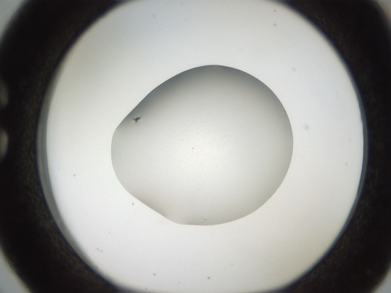 folderID186_plateID2186_batchID10069_wellNum26_profileID1_d1_r148432_ef.jpg