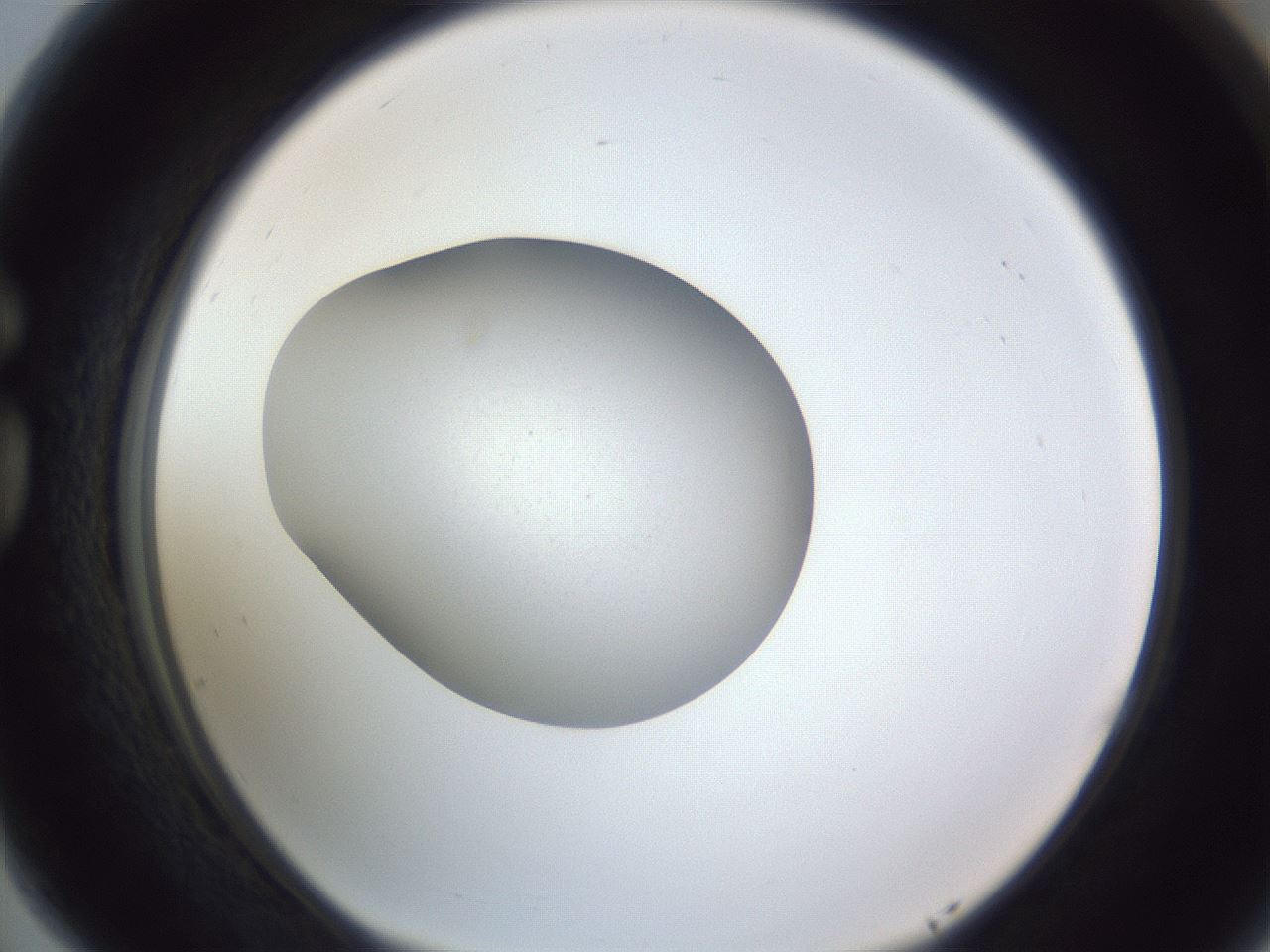folderID190_plateID2190_batchID9763_wellNum77_profileID1_d1_r148579_ef.jpg