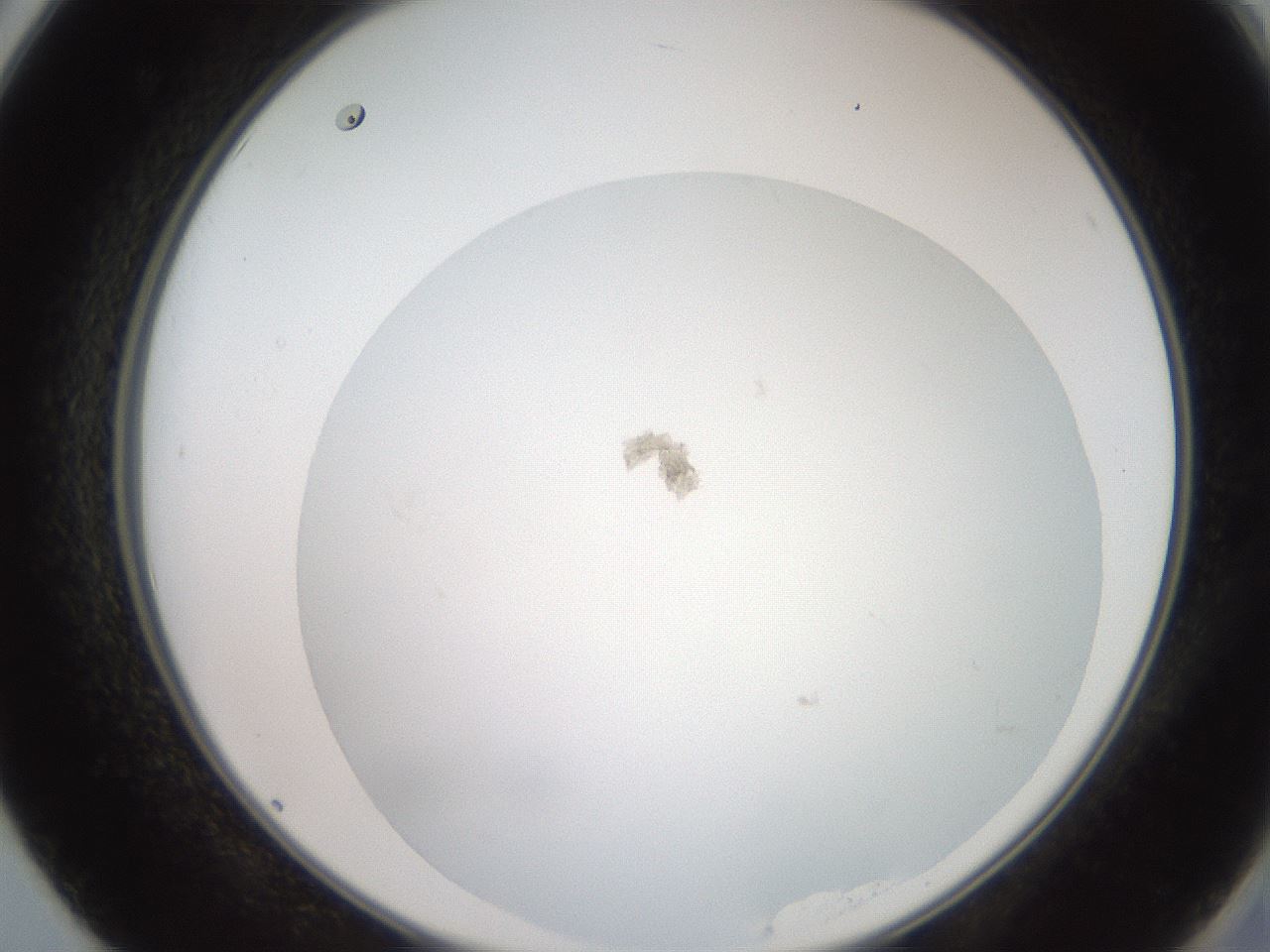 folderID19_plateID3019_batchID16527_wellNum50_profileID1_d2_r252006_ef.jpg