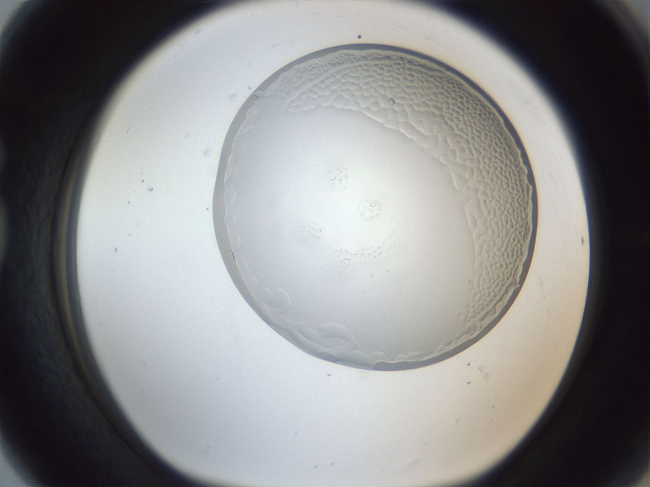 folderID205_plateID1205_batchID3537_wellNum80_profileID1_d1_r66910_ef.jpg