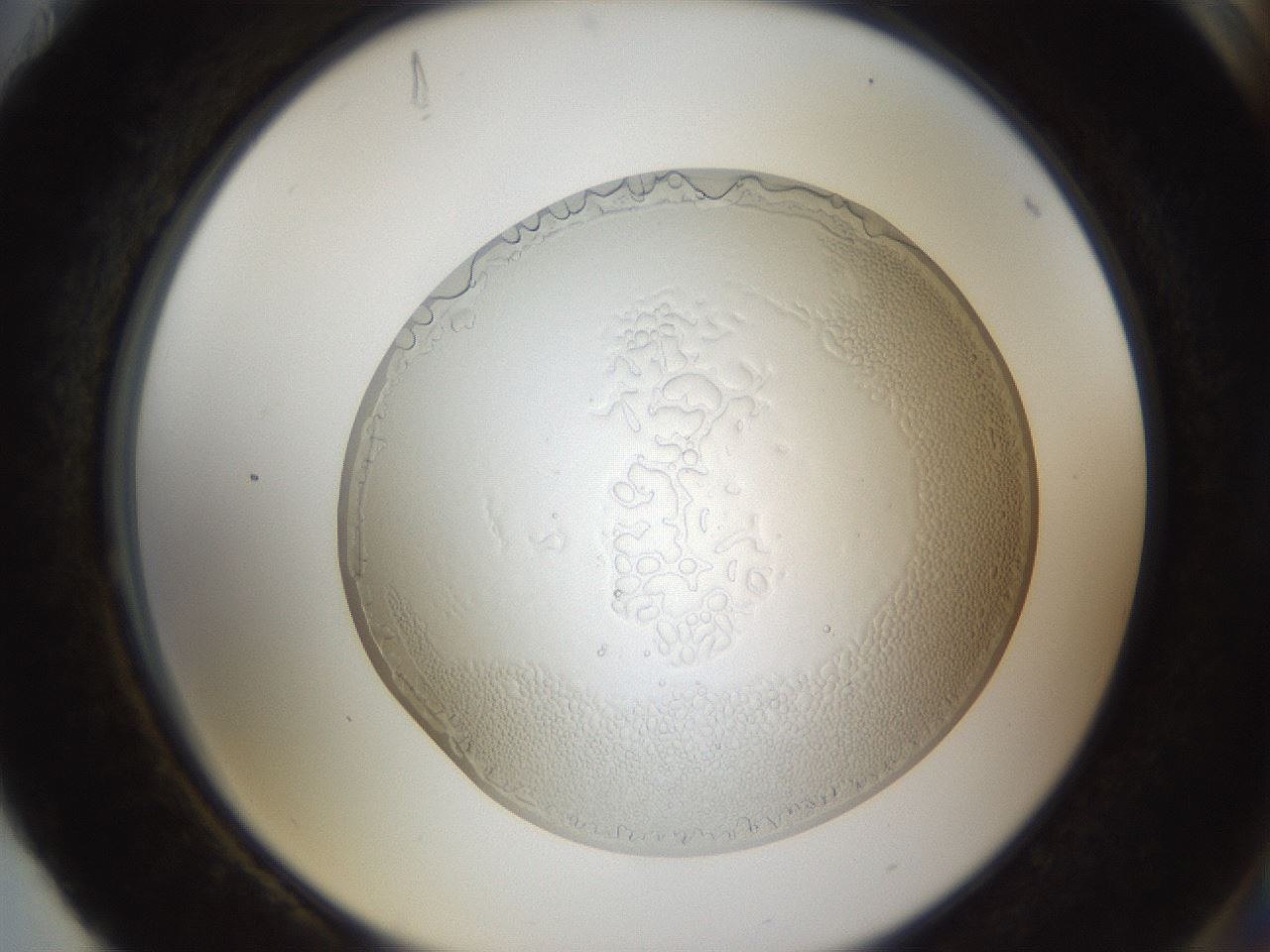 folderID206_plateID1206_batchID3393_wellNum88_profileID1_d2_r67119_ef.jpg
