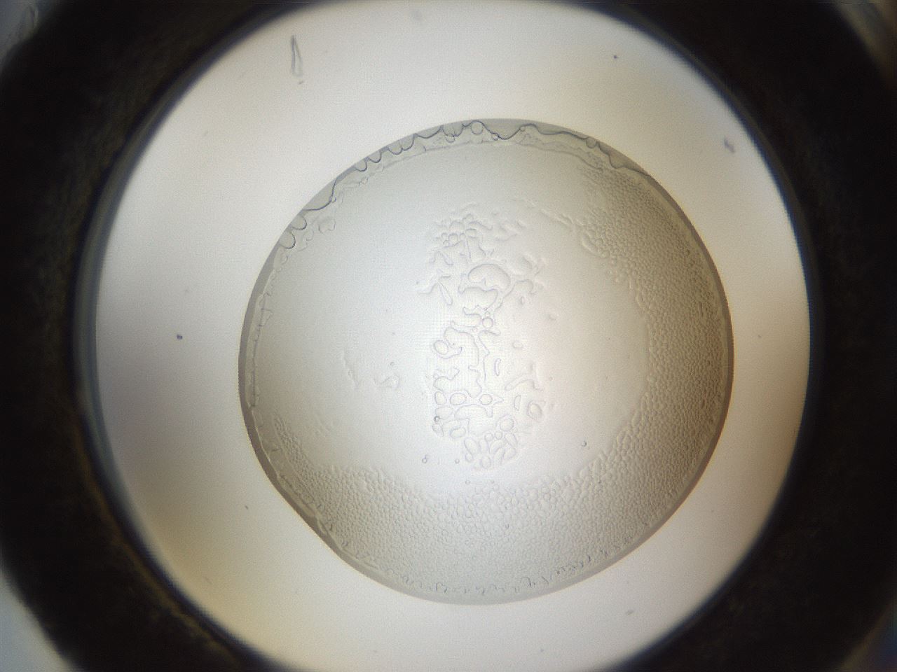 folderID206_plateID1206_batchID3538_wellNum88_profileID1_d2_r67119_ef.jpg