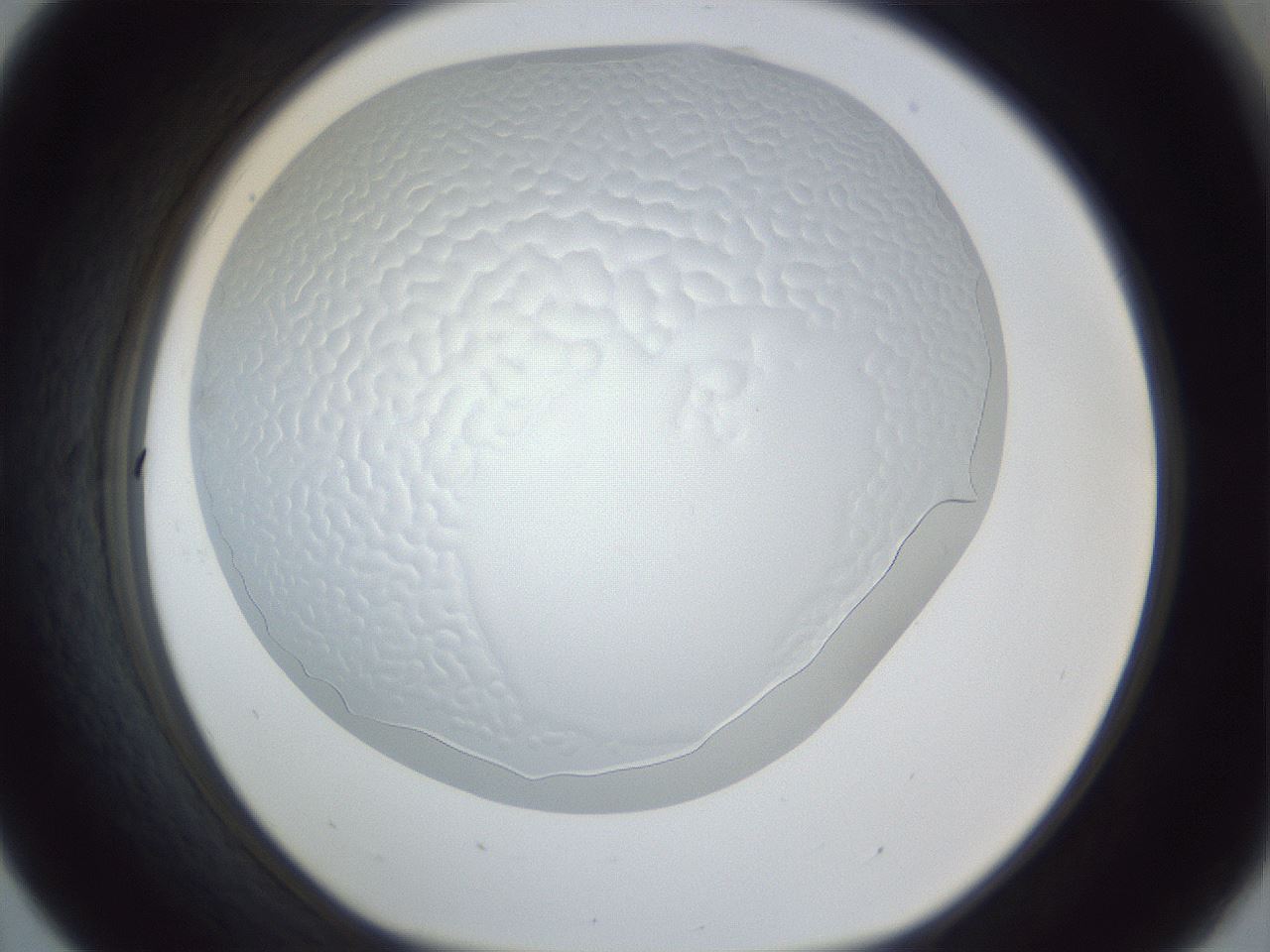 folderID205_plateID1205_batchID3572_wellNum31_profileID1_d1_r66812_ef.jpg
