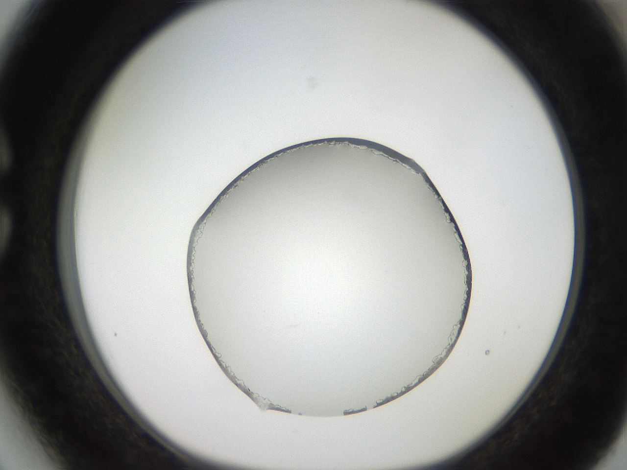 folderID206_plateID2206_batchID9795_wellNum27_profileID1_d1_r149803_ef.jpg