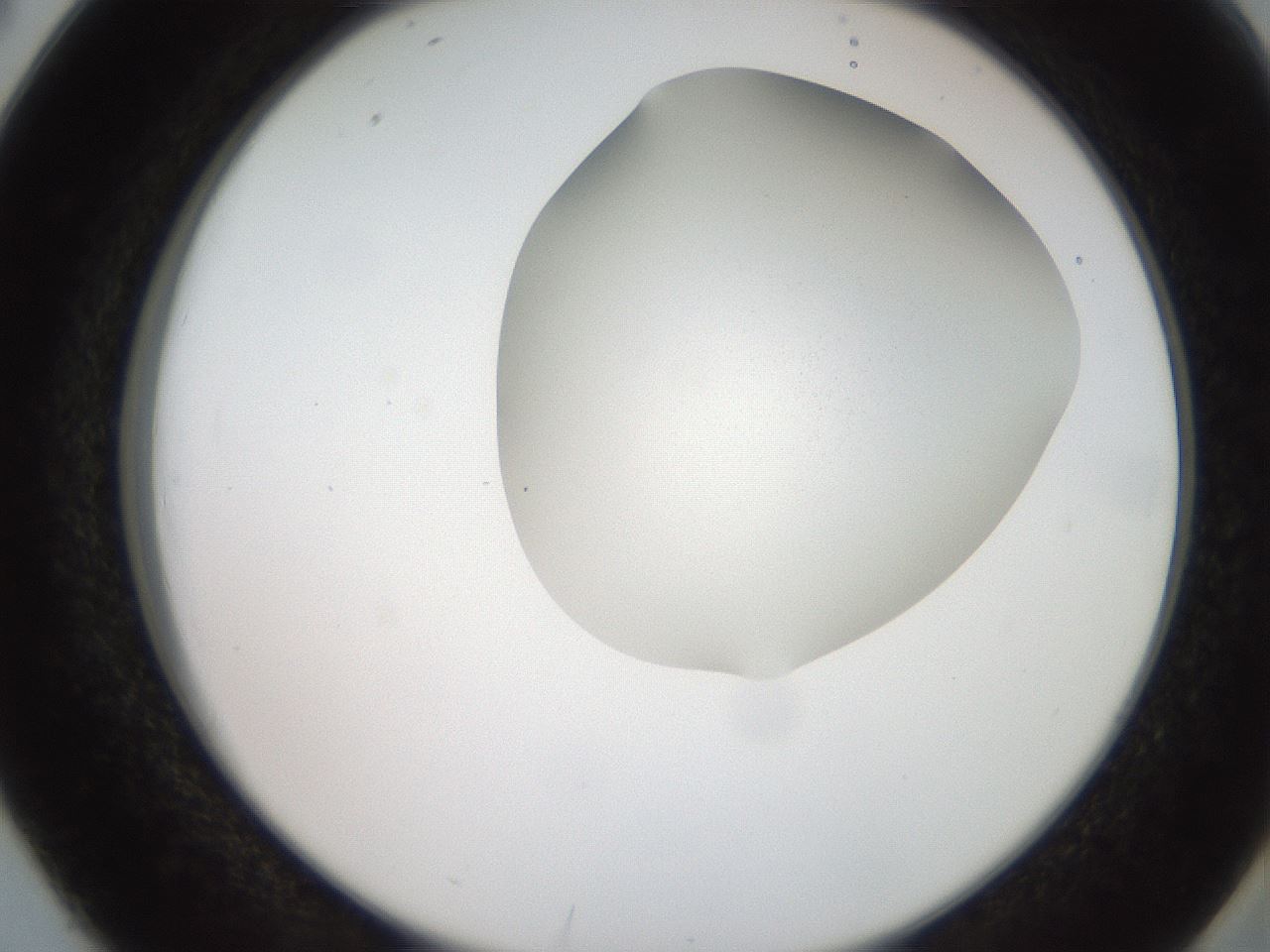 folderID206_plateID2206_batchID9795_wellNum38_profileID1_d2_r149826_ef.jpg