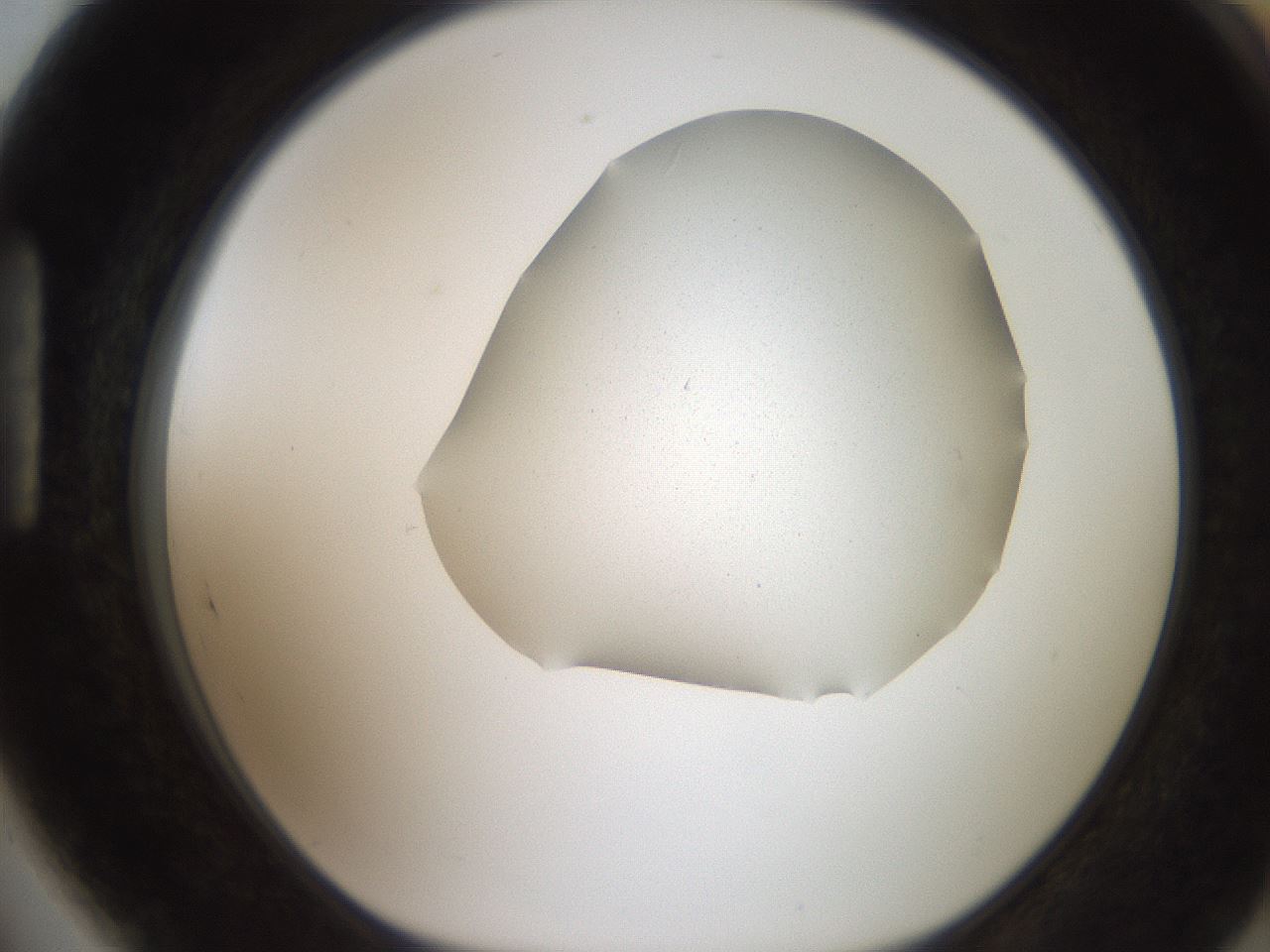 folderID206_plateID2206_batchID9827_wellNum89_profileID1_d1_r149927_ef.jpg