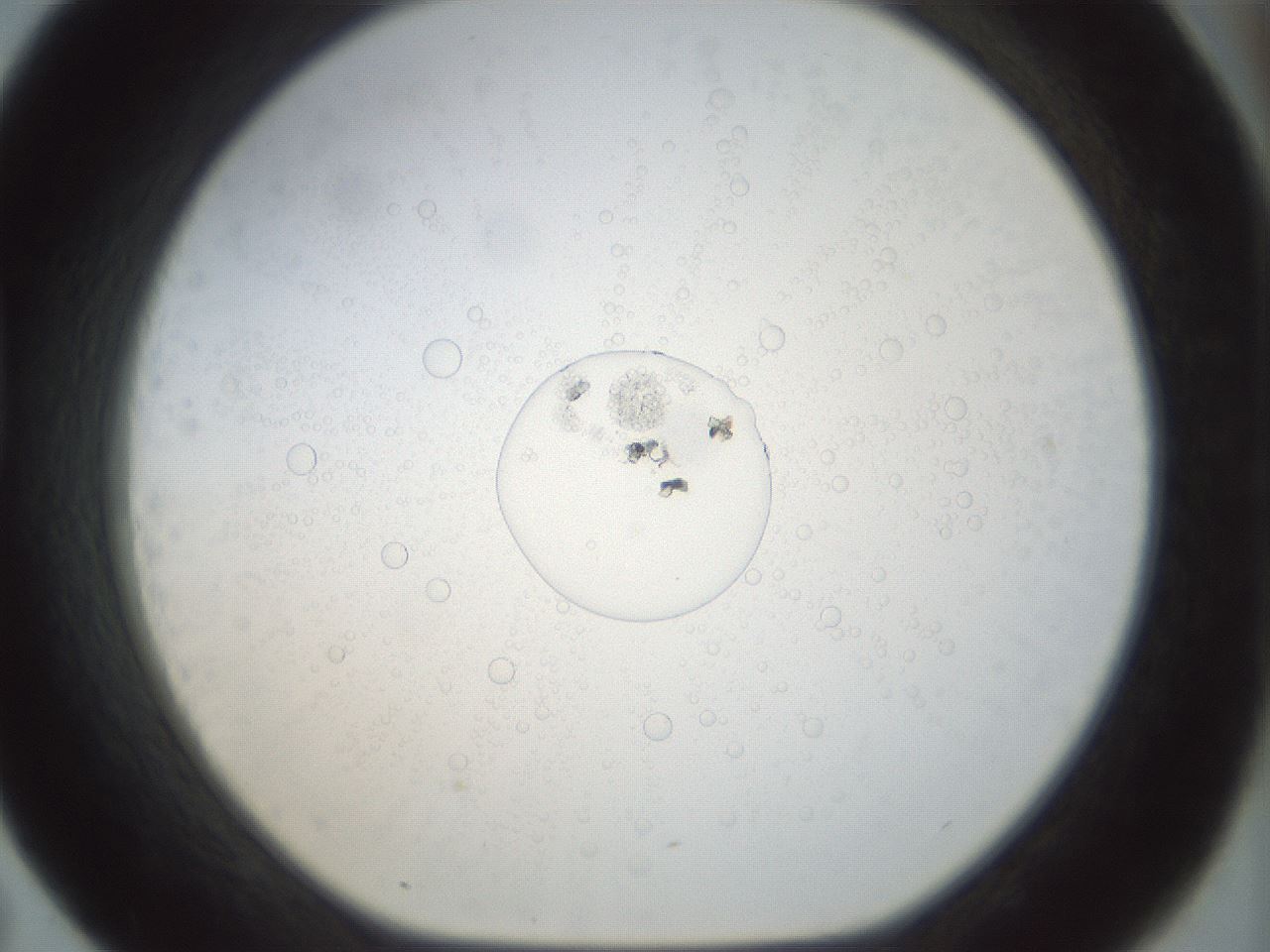 folderID208_plateID1208_batchID3851_wellNum43_profileID1_d1_r68660_ef.jpg