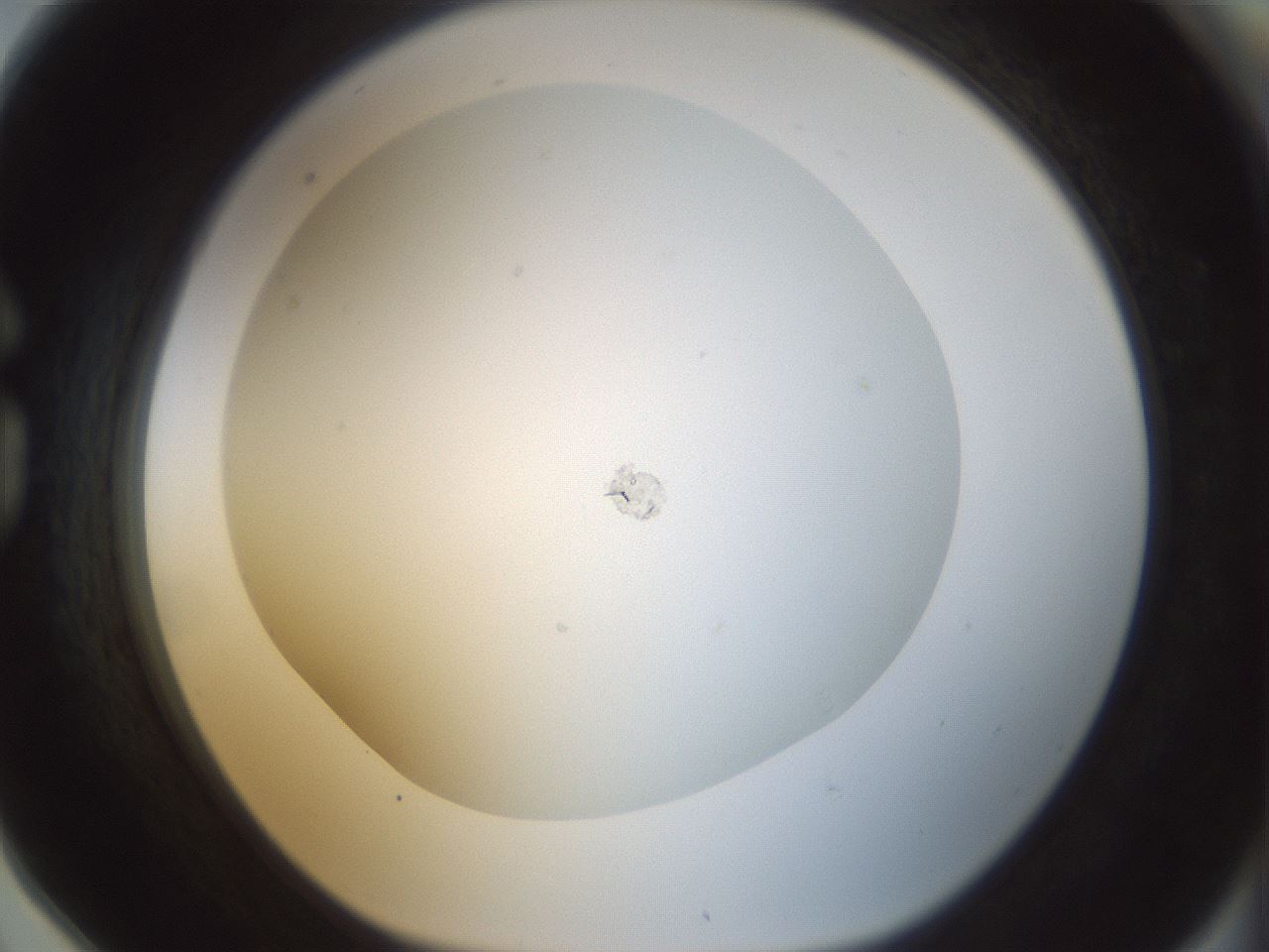 folderID209_plateID1209_batchID4439_wellNum78_profileID1_d1_r69306_ef.jpg