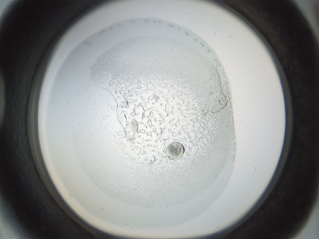folderID210_plateID1210_batchID4450_wellNum41_profileID1_d1_r69808_ef.jpg